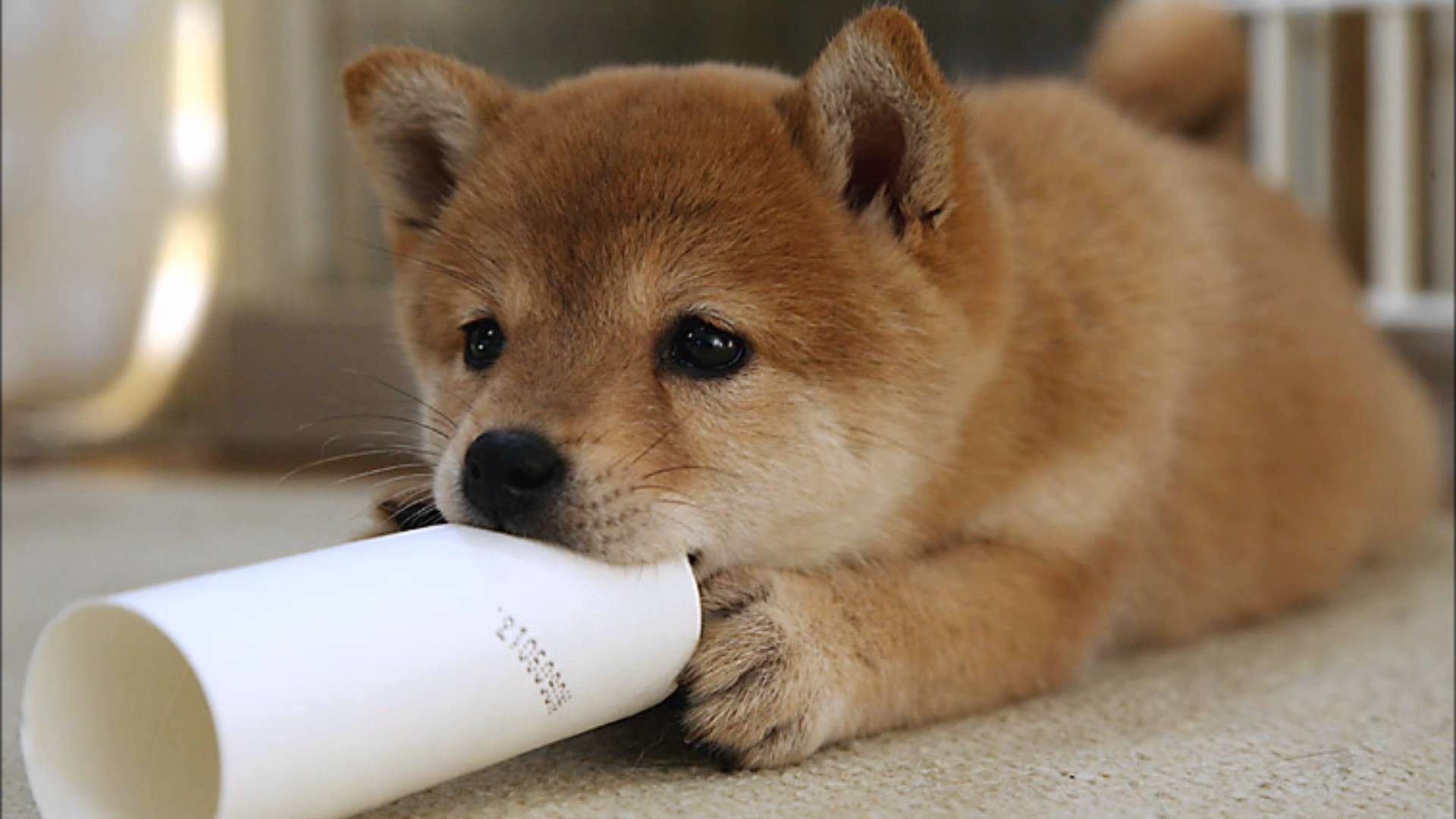 Wow Such Wallpaper Inu Puppy Background Wallpaper & Background Download