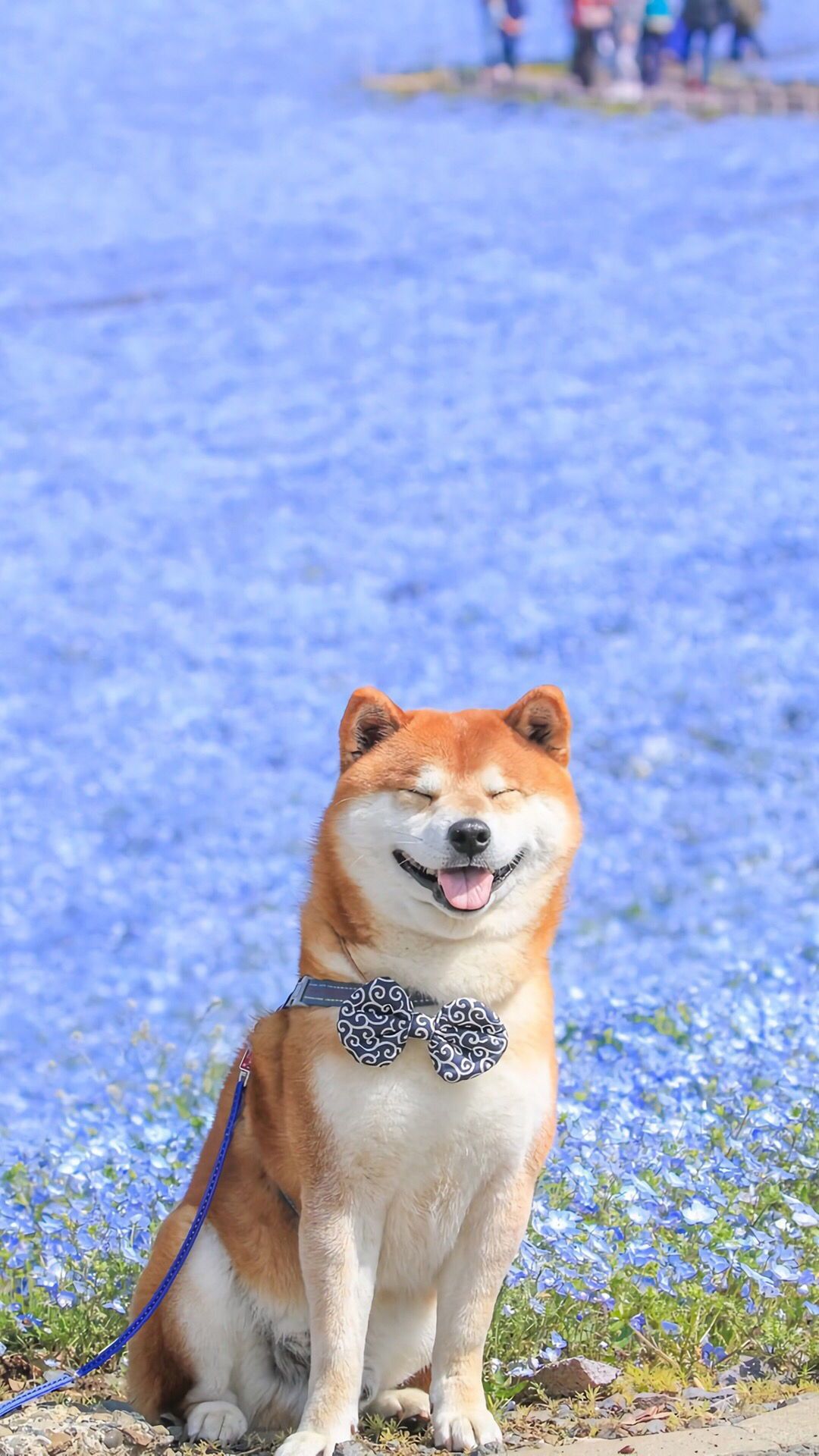 Shiba Dog Wallpapers - Wallpaper Cave