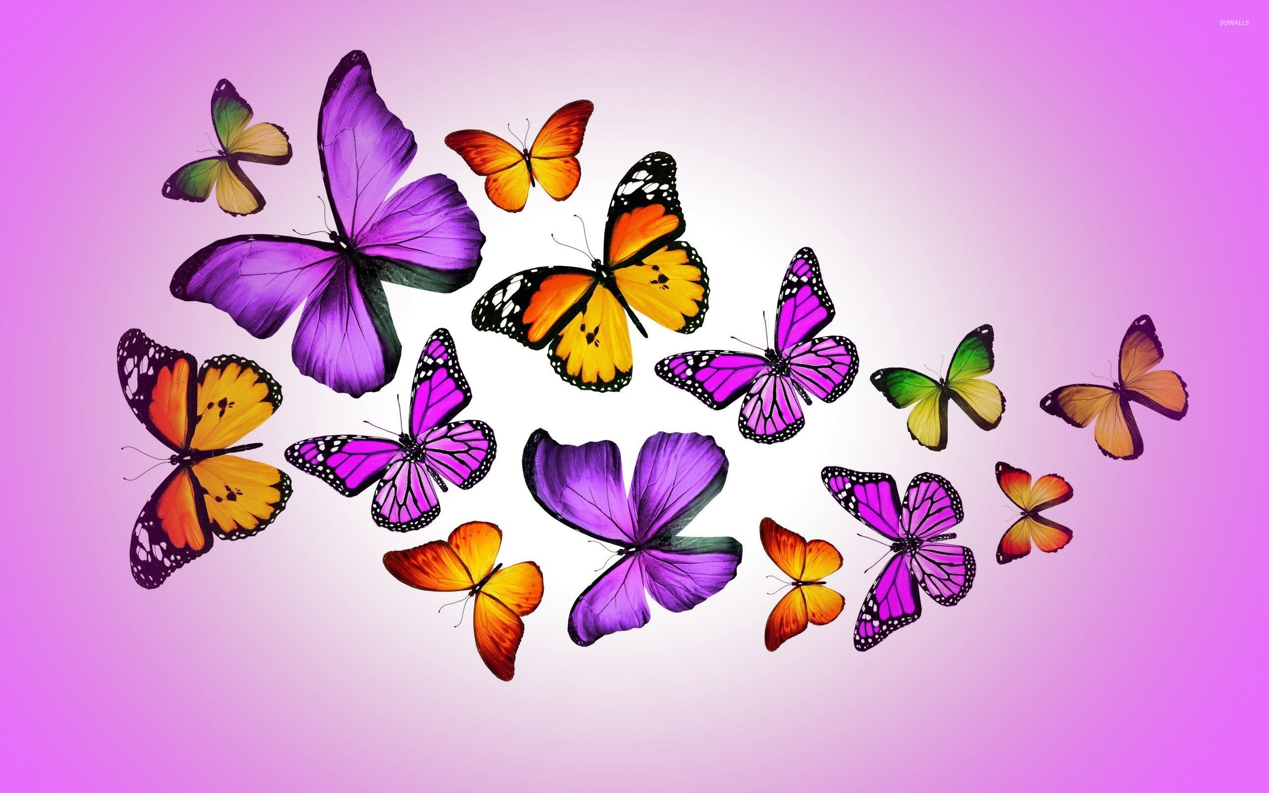 Orange and purple butterflies wallpaper wallpaper