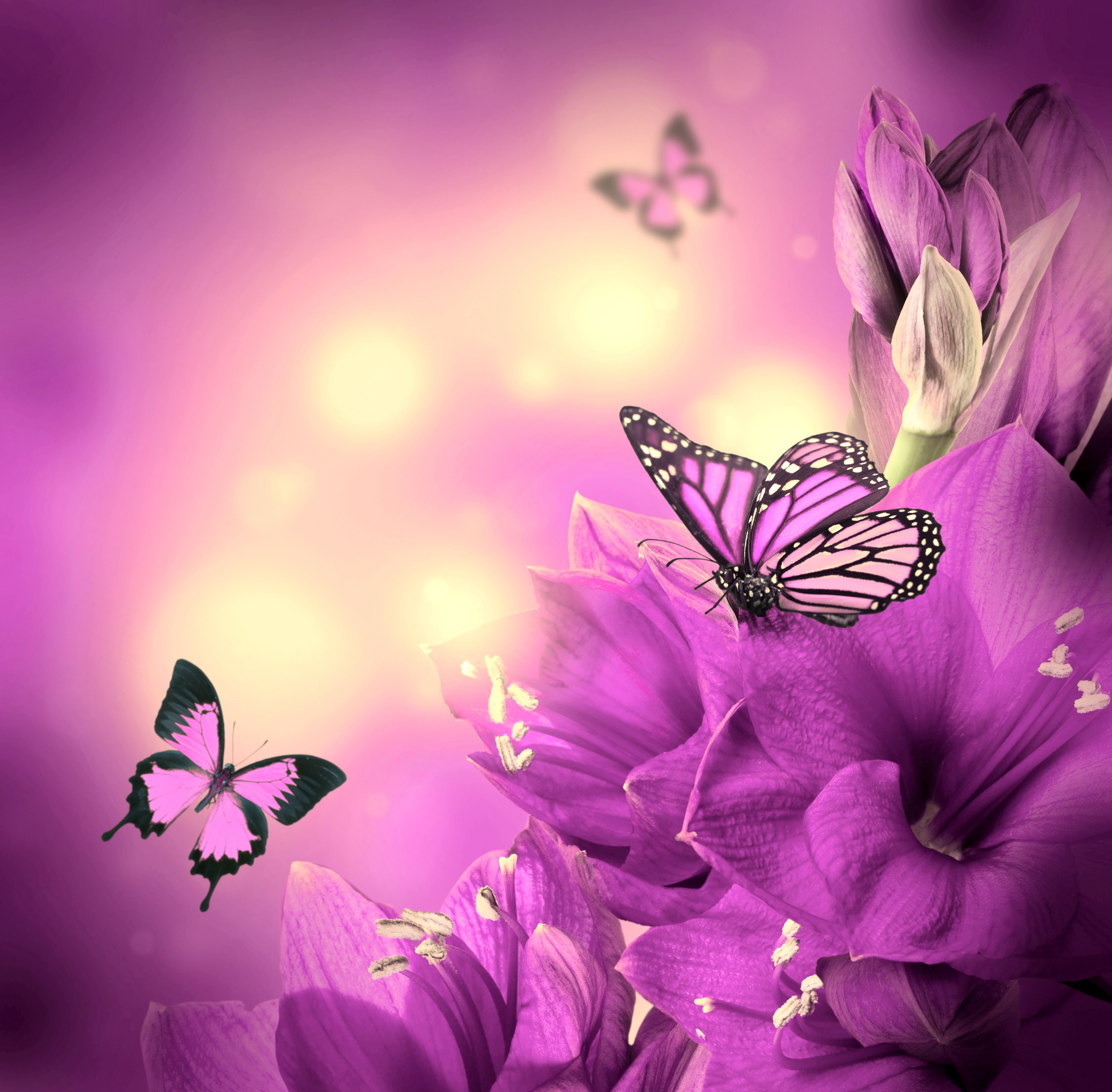 Purple Butterfly Wallpaper
