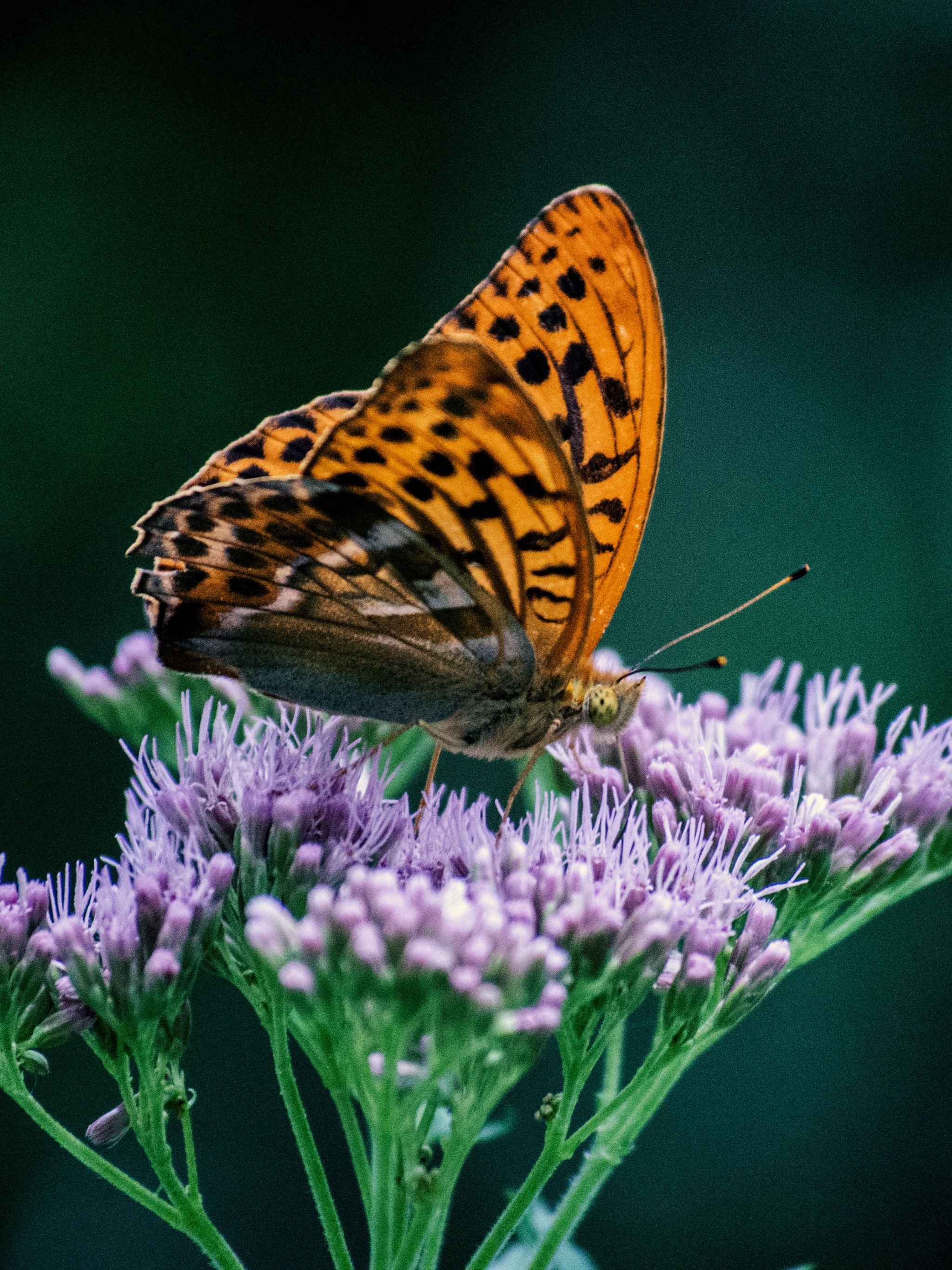 Orange Butterfly on Purple Flower Wallpaper, Android & Desktop Background