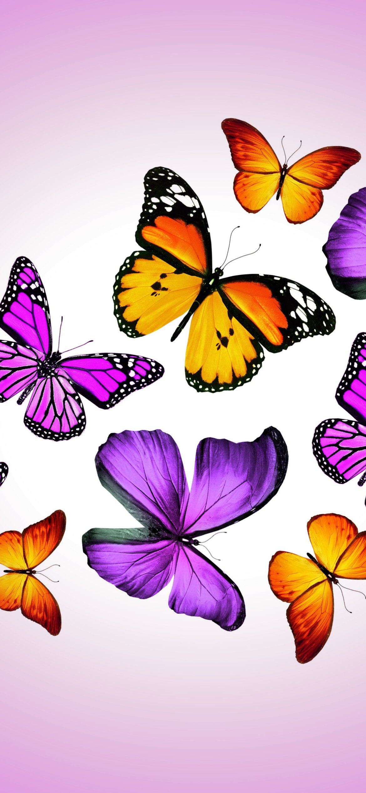 Purple Butterflies Wallpaper  Download to your mobile from PHONEKY