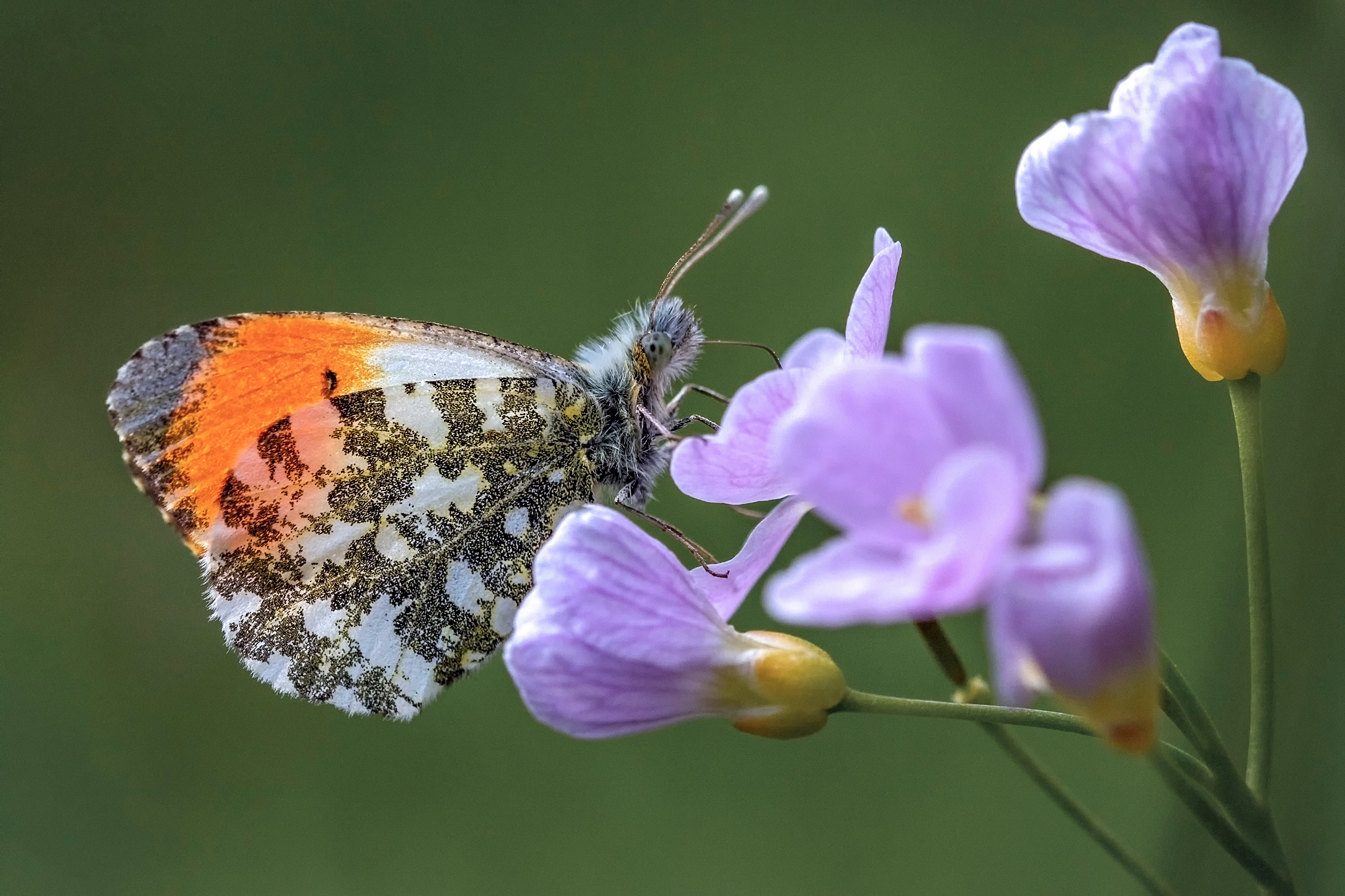 Picture Insects butterfly orange tip animal Closeup 3840x2560