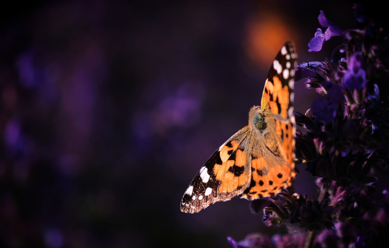Wallpaper macro, flowers, the dark background, butterfly, orange, purple, insect, red, lilac, urticaria image for desktop, section макро