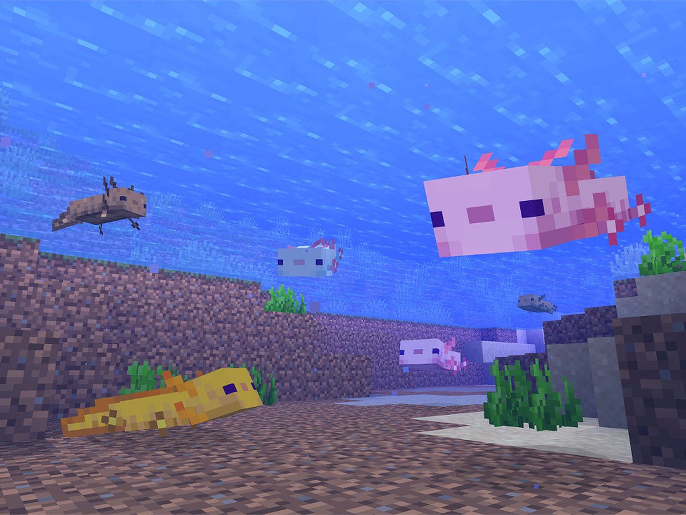 Axolotl Cute Minecraft Wallpapers - Wallpaper Cave