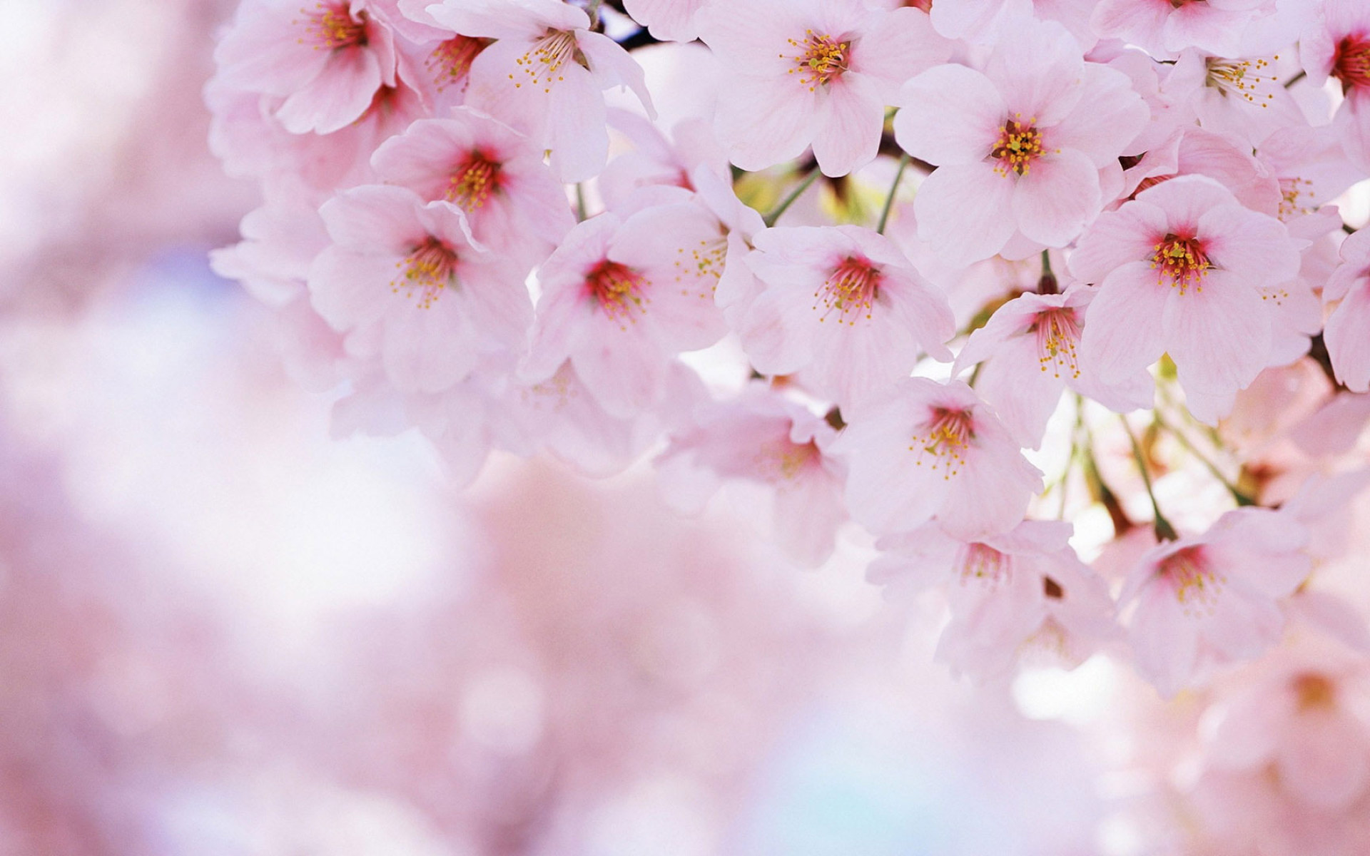 Pink Flower Spring Wallpapers - Wallpaper Cave