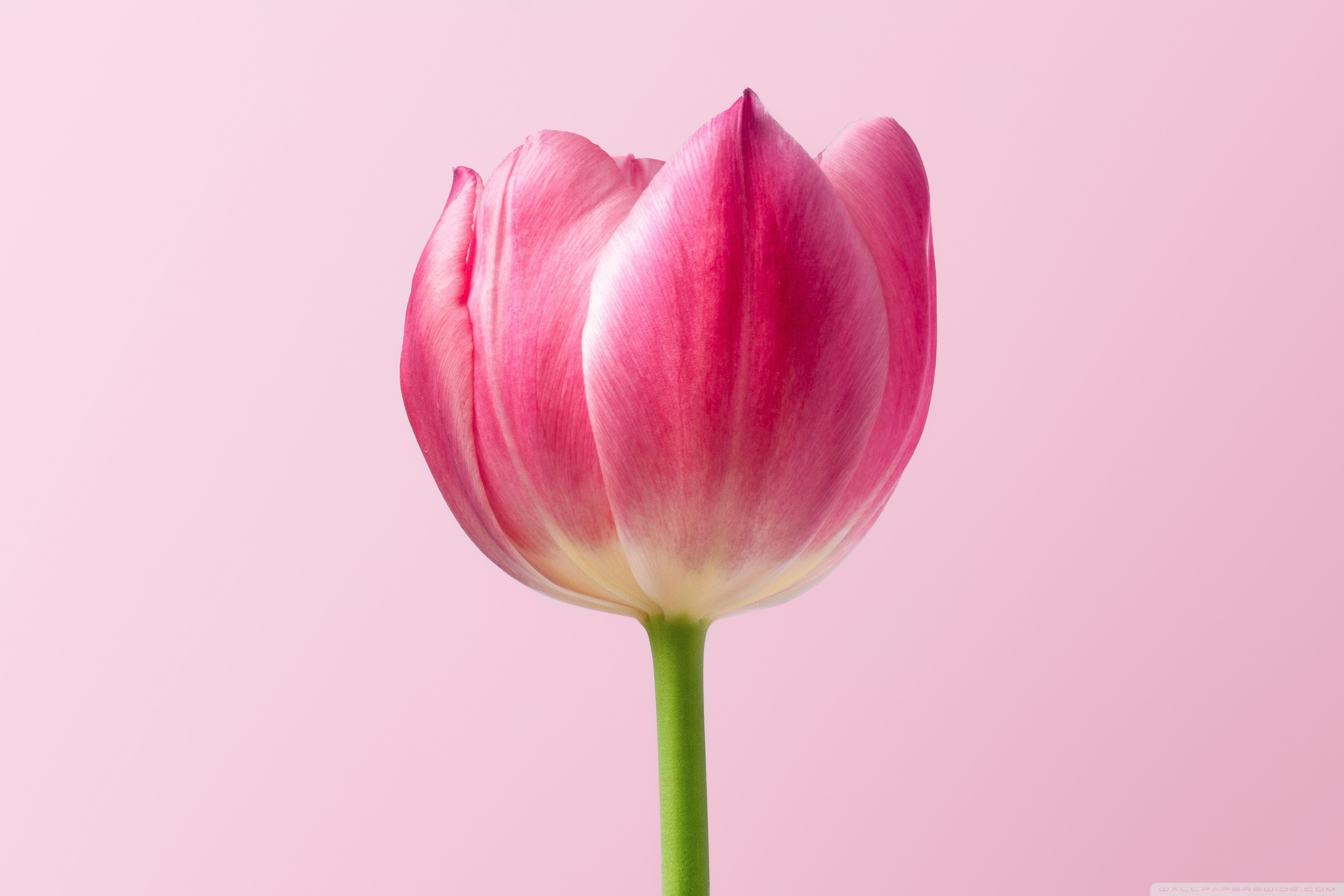 Single Pink Tulip Spring Flower, Pink Background Ultra HD Desktop Background Wallpaper for 4K UHD TV, Widescreen & UltraWide Desktop & Laptop, Multi Display, Dual Monitor, Tablet