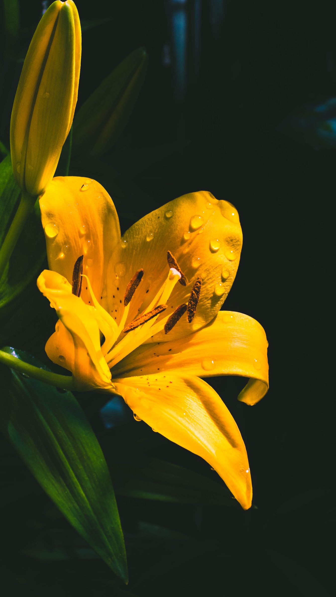 Download wallpaper 1350x2400 lily, flower, yellow, wet, drops iphone 8+/7+/6s+/for parallax HD background