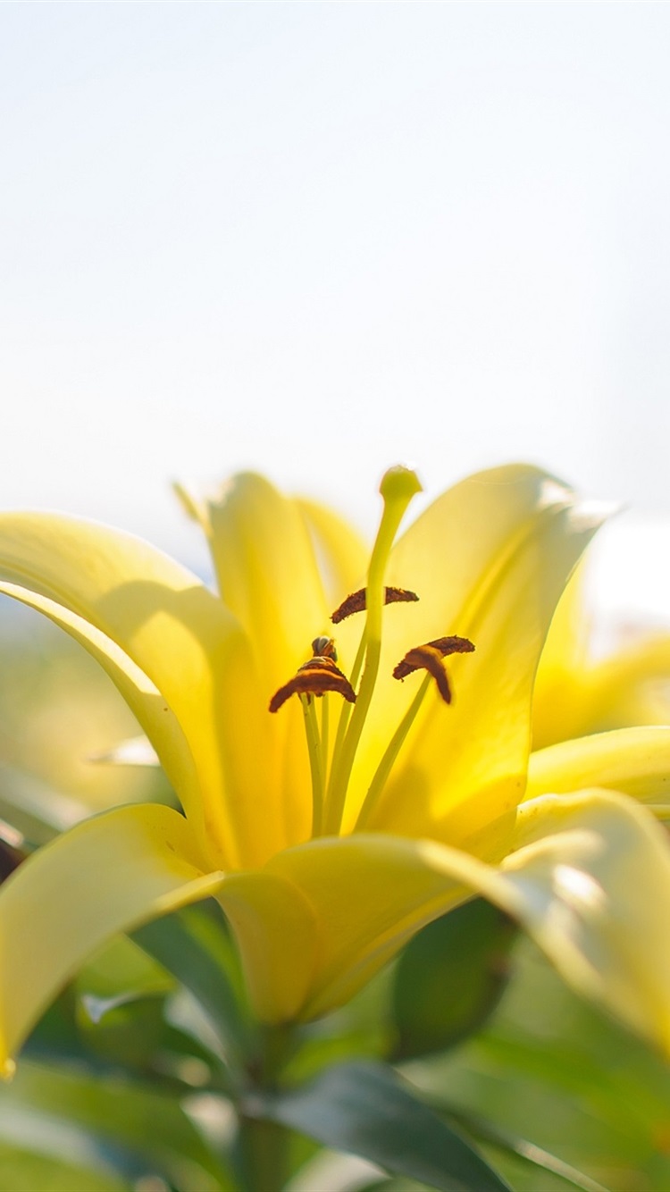 Yellow Lily Flower Close Up 750x1334 IPhone 8 7 6 6S Wallpaper, Background, Picture, Image