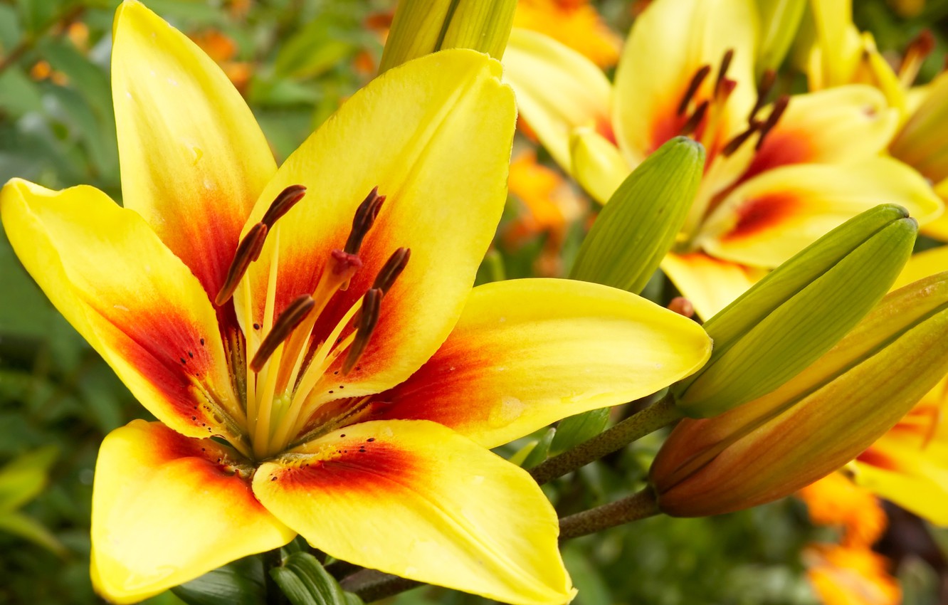 Wallpaper flower, yellow, Lily image for desktop, section цветы