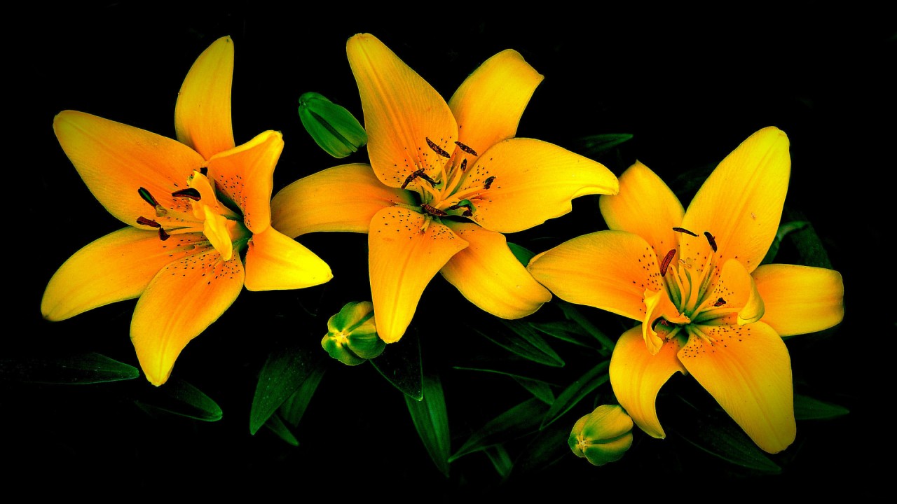 Orange & Yellow Lily wallpaper. Orange & Yellow Lily