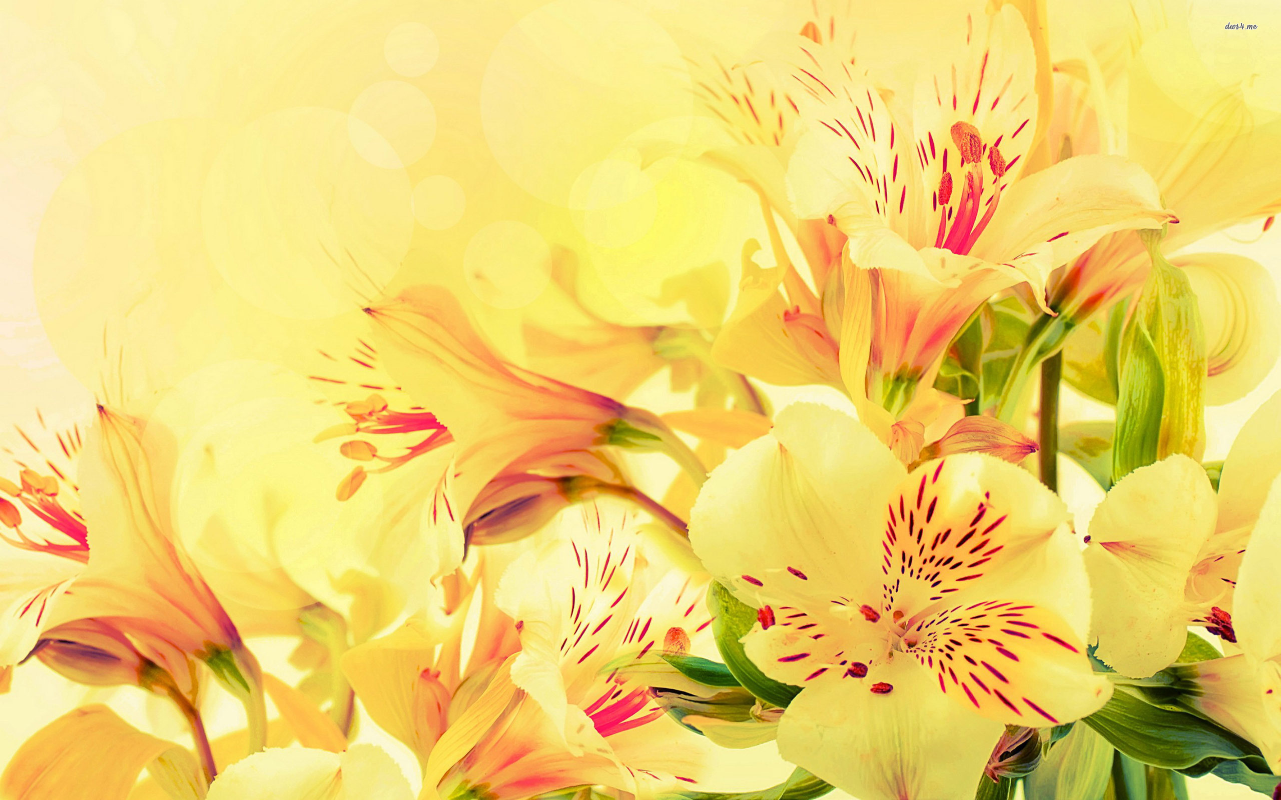 Free download Peruvian Lilies wallpaper HD 392215 [2560x1600] for your Desktop, Mobile & Tablet. Explore Lily Wallpaper. Calla Lily Wallpaper Border, Lily Wallpaper for Desktop, Lily Flower Wallpaper