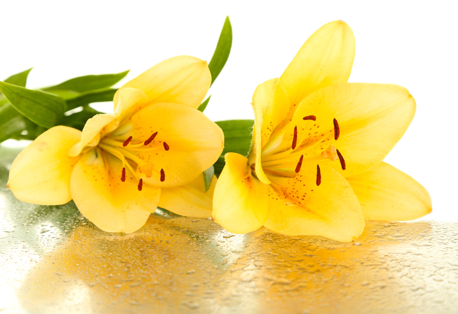 Yellow lilies 49366