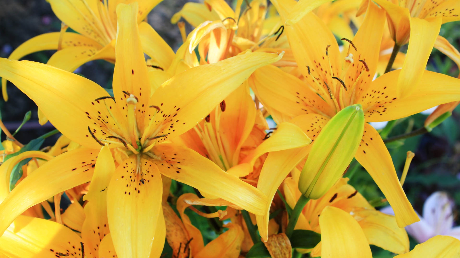 Lily Yellow Striped