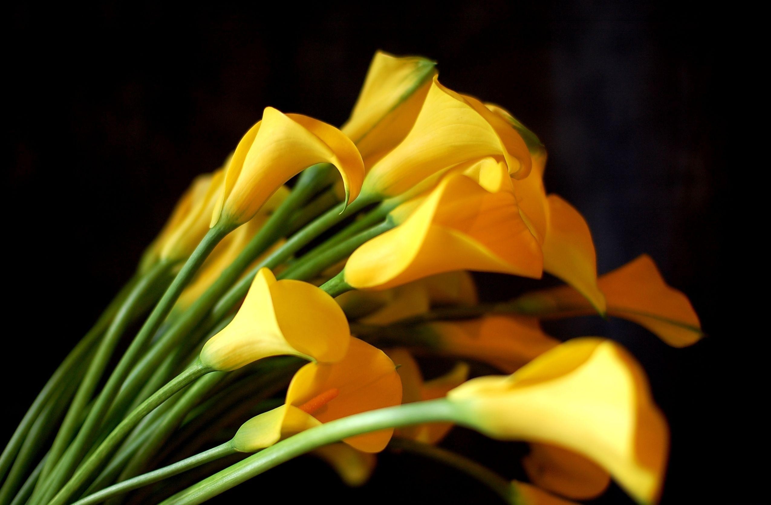 Yellow Calla Lilies HD