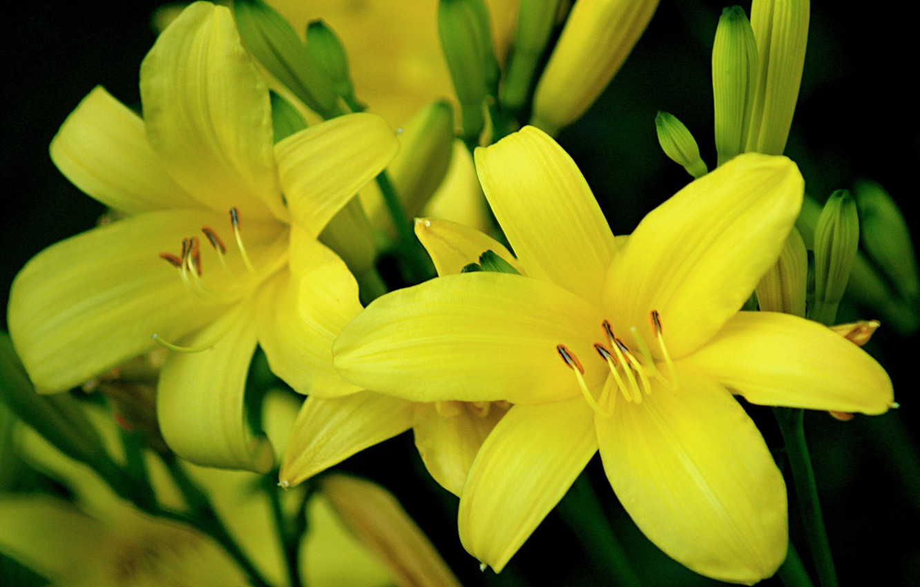Wallpaper Bokeh, Yellow lily, Yellow lilies image for desktop, section цветы
