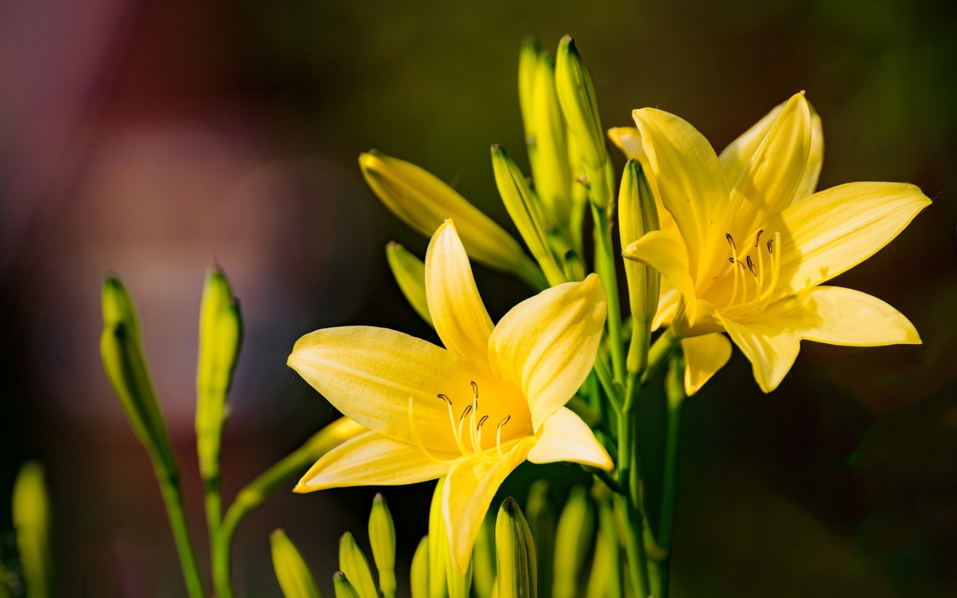 Yellow Daylily by Content Bär HD Wallpaper