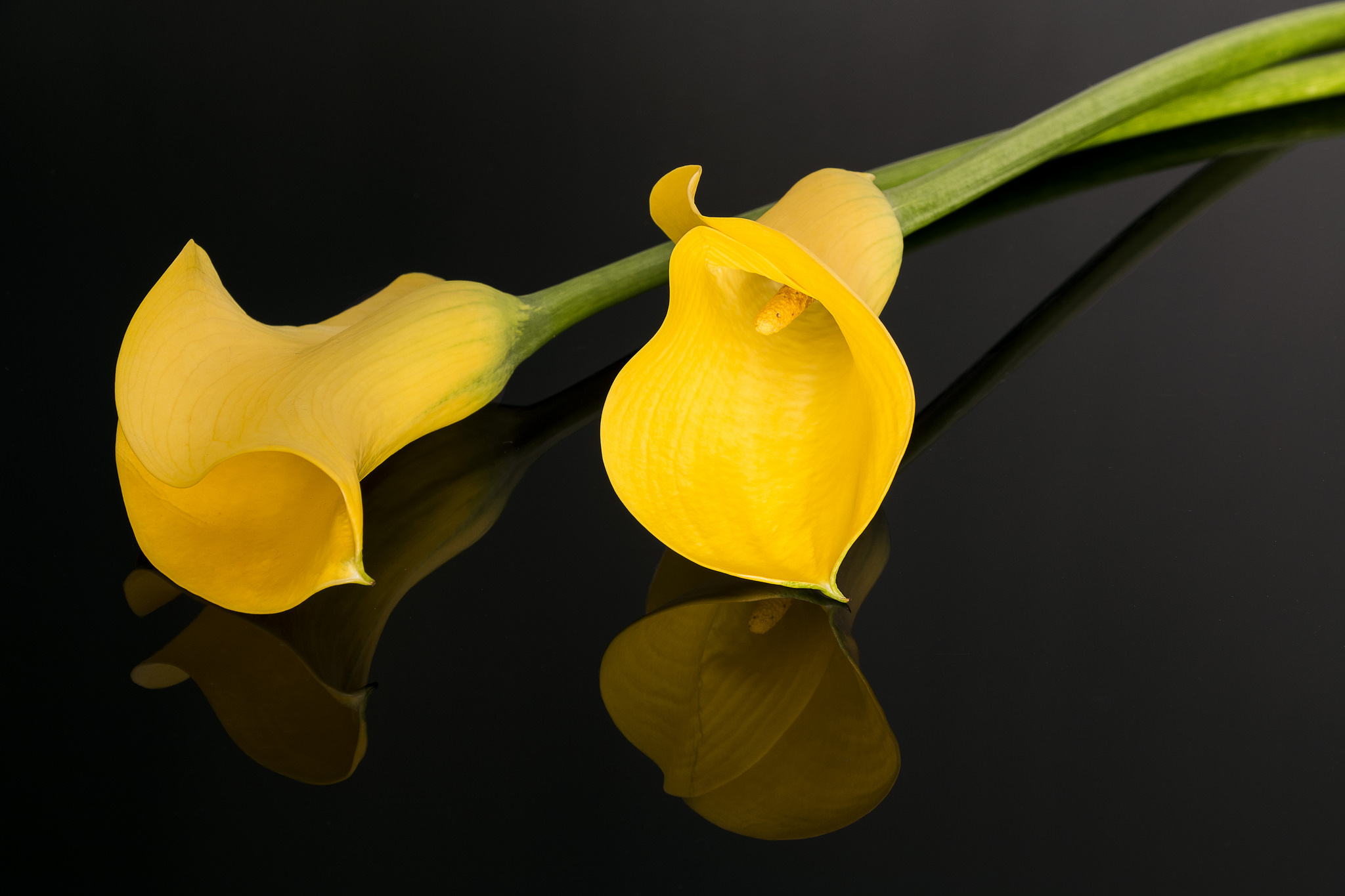 Calla Lily Flower Reflection Yellow Flower Wallpaper:2048x1365