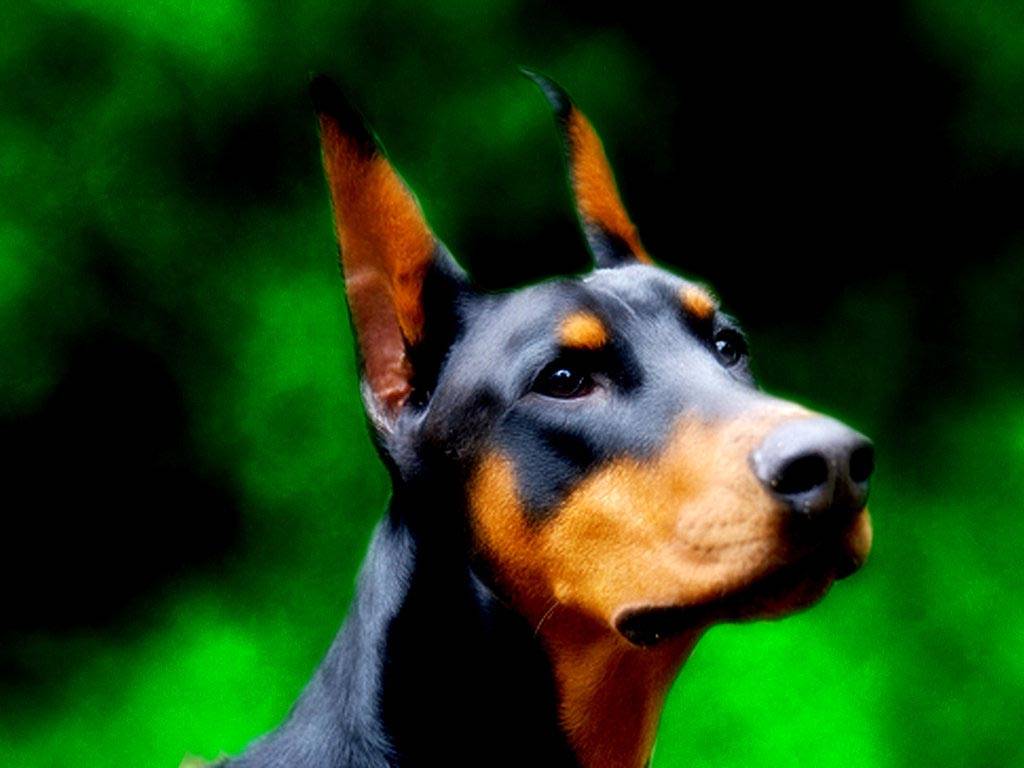 Doberman Wallpaper for Desktop
