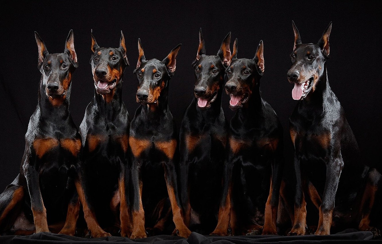 Wallpaper puppies, brothers, Dobermans, six pieces image for desktop, section собаки
