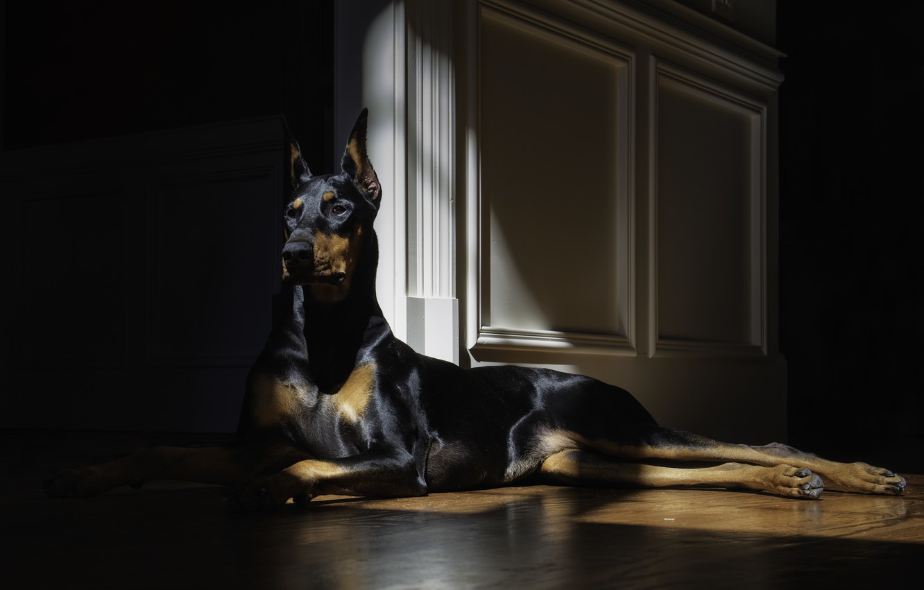 Doberman Desktop Wallpapers - Wallpaper Cave