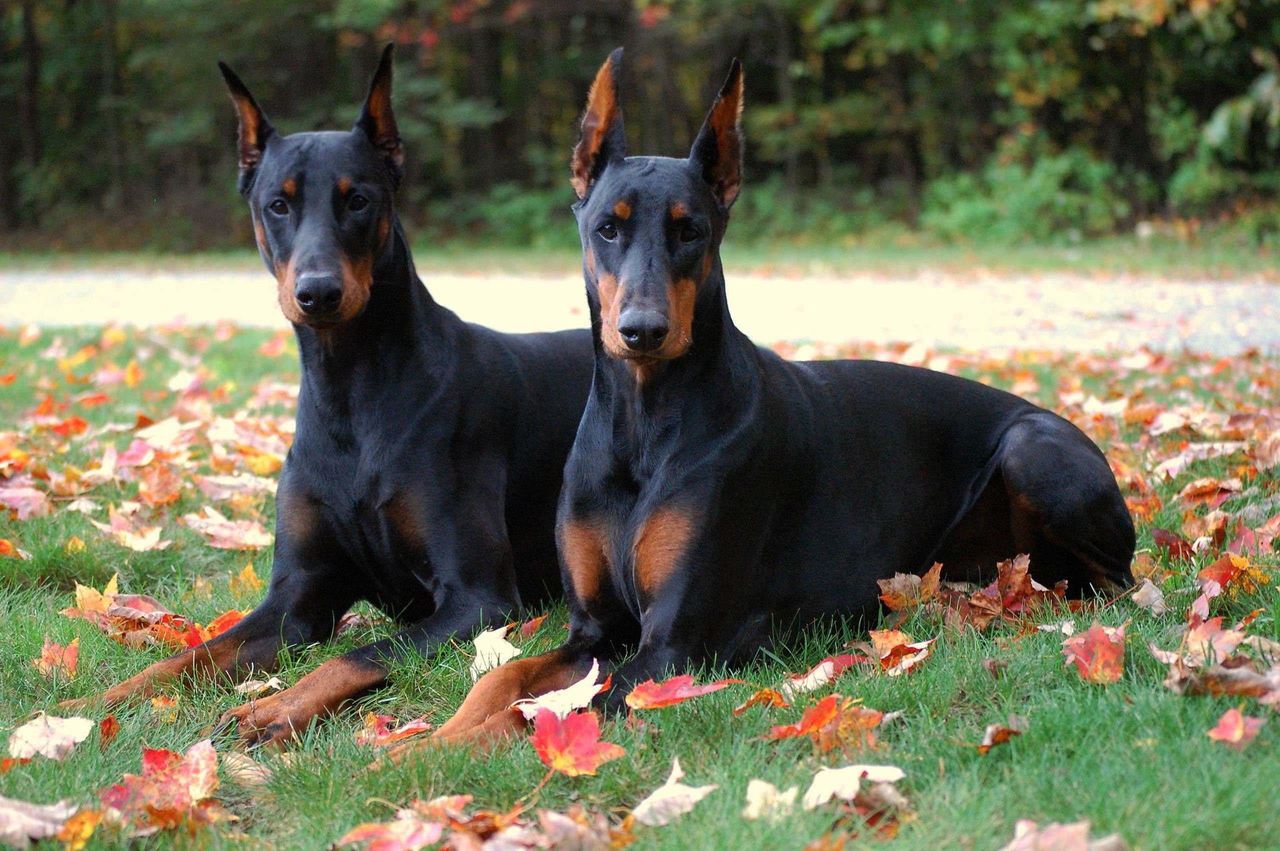 Doberman Wallpaper 63 Image Pinscher Wallpaper & Background Download