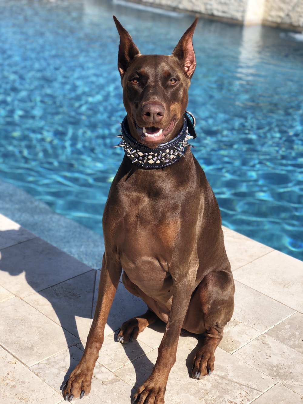 Doberman Pinscher Picture. Download Free Image