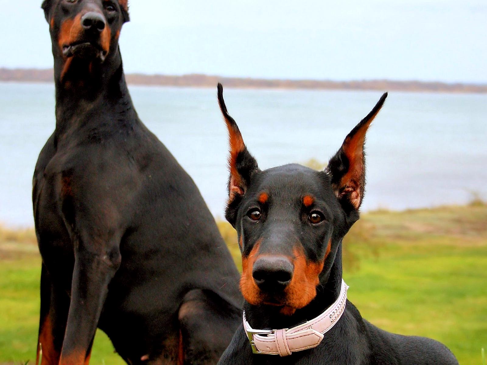 Doberman Dog Soldiers Picture Wallpaper HD / Desktop and Mobile Background