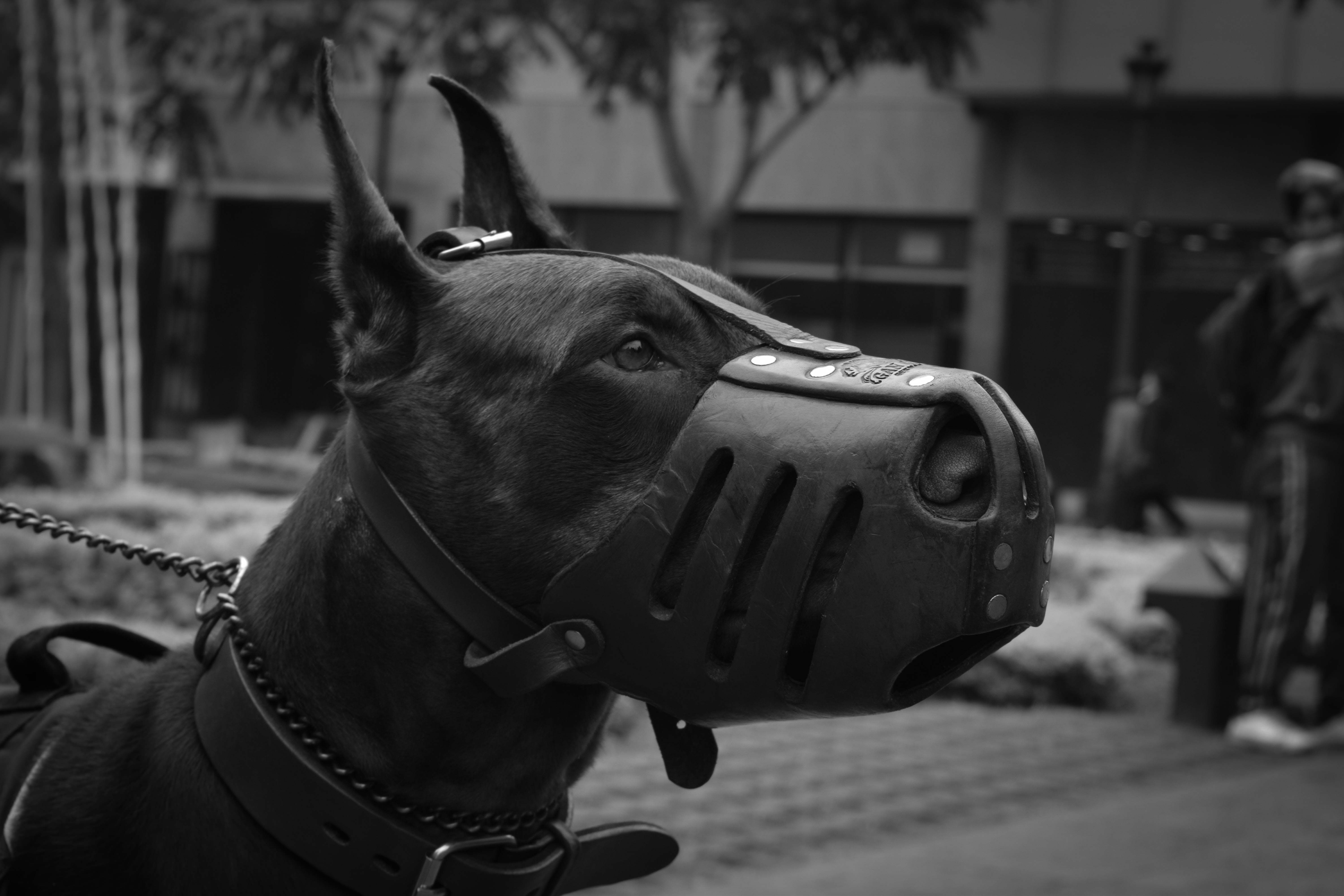 Close Up Photo Of Doberman Pinscher With Black Muzzle · Free
