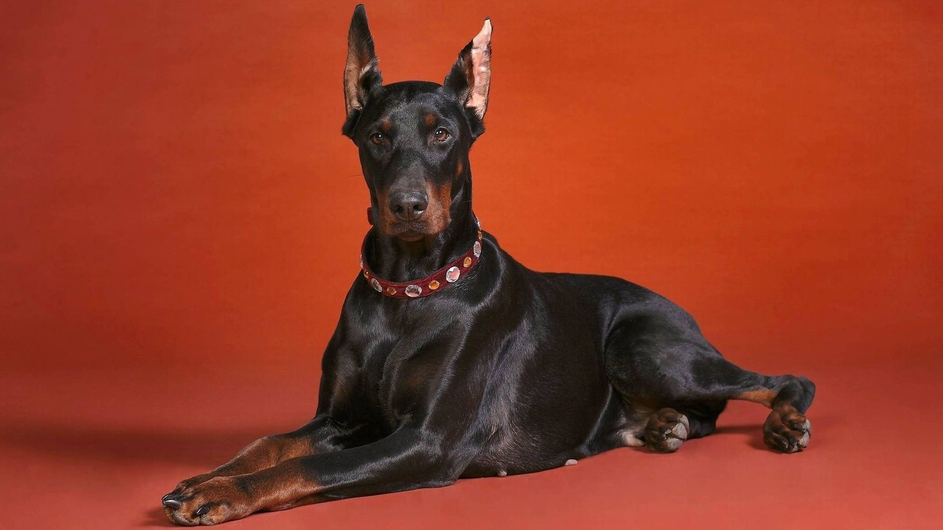 Download Wallpaper 1920x1080 doberman, photo, dog, lying, dog collar Full HD 1080p HD Background. Doberman dog breed, Dog wallpaper, Doberman