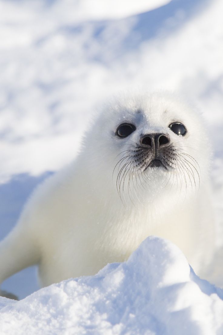 Best Seals Image White Fluffy Seal Wallpaper & Background Download
