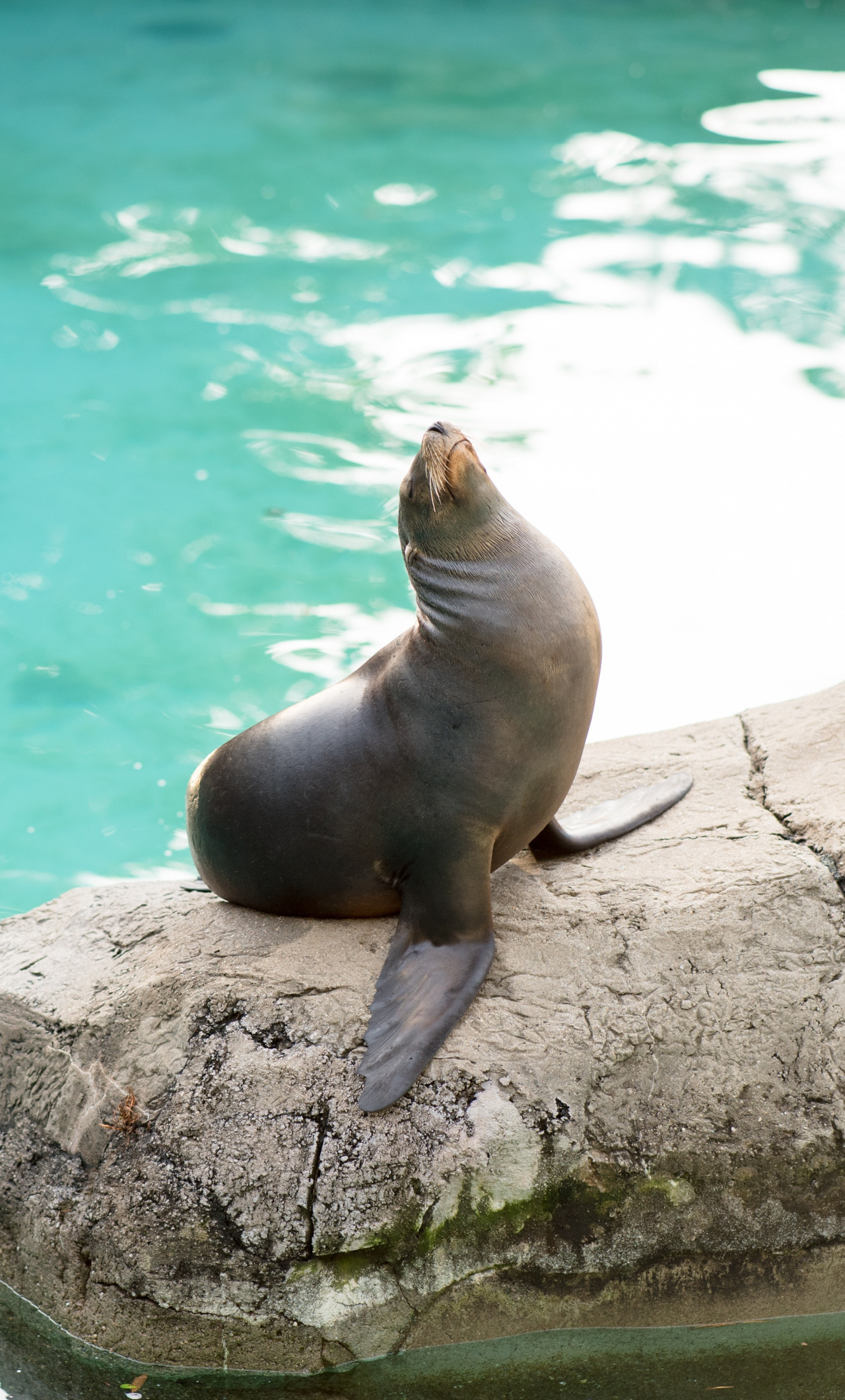 Download Seal, aquatic animal, cute wallpaper, 1280x2120, iPhone 6 Plus
