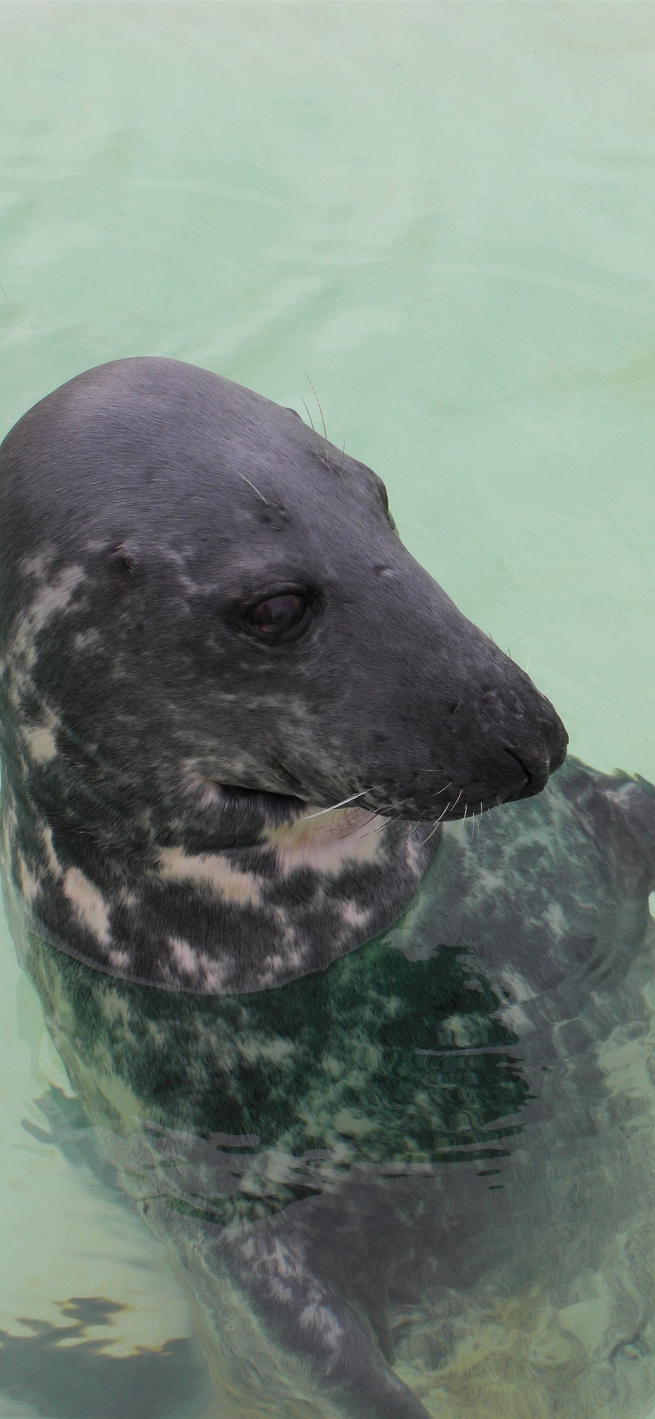 eared seals iPhone Wallpaper Free Download