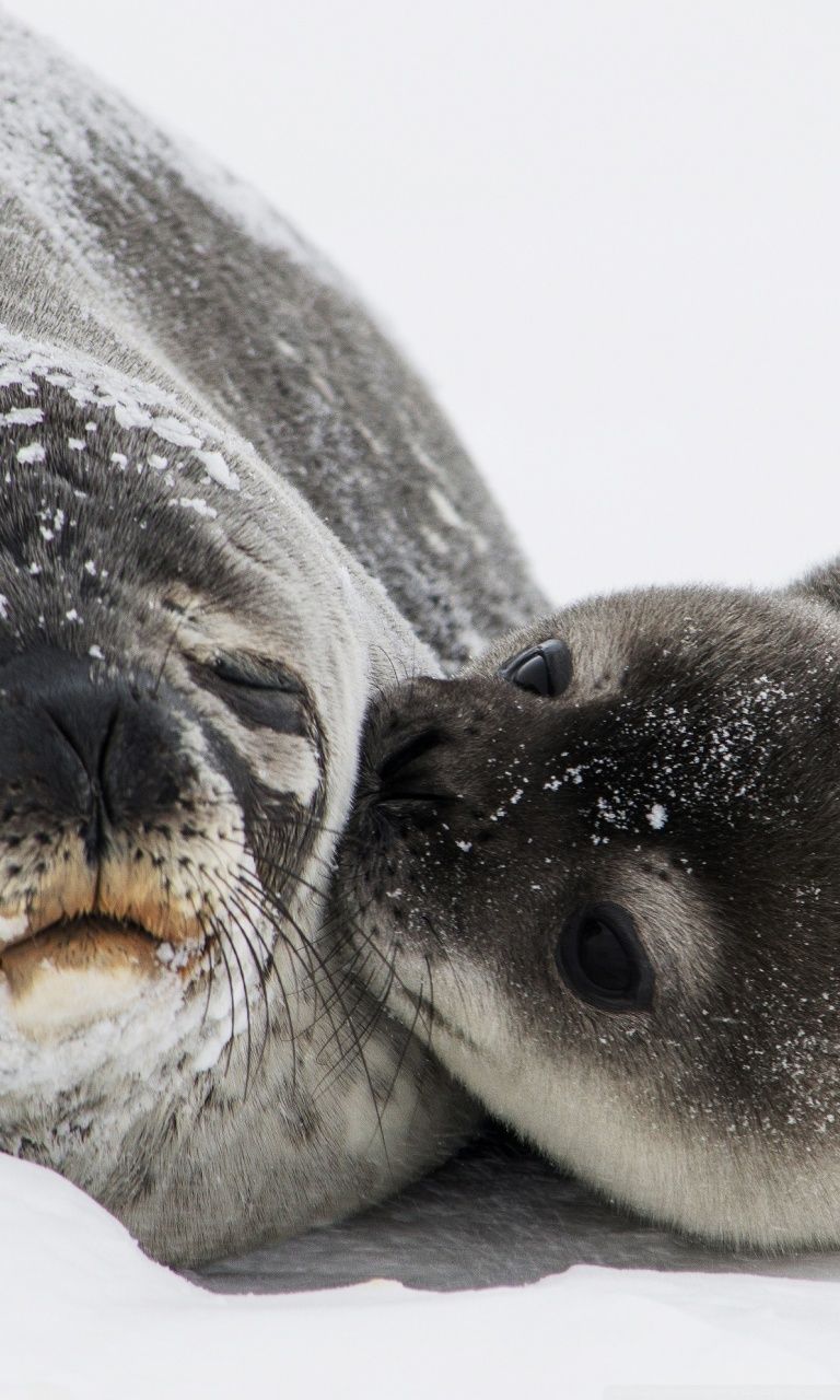 Cute Seals Wallpaper