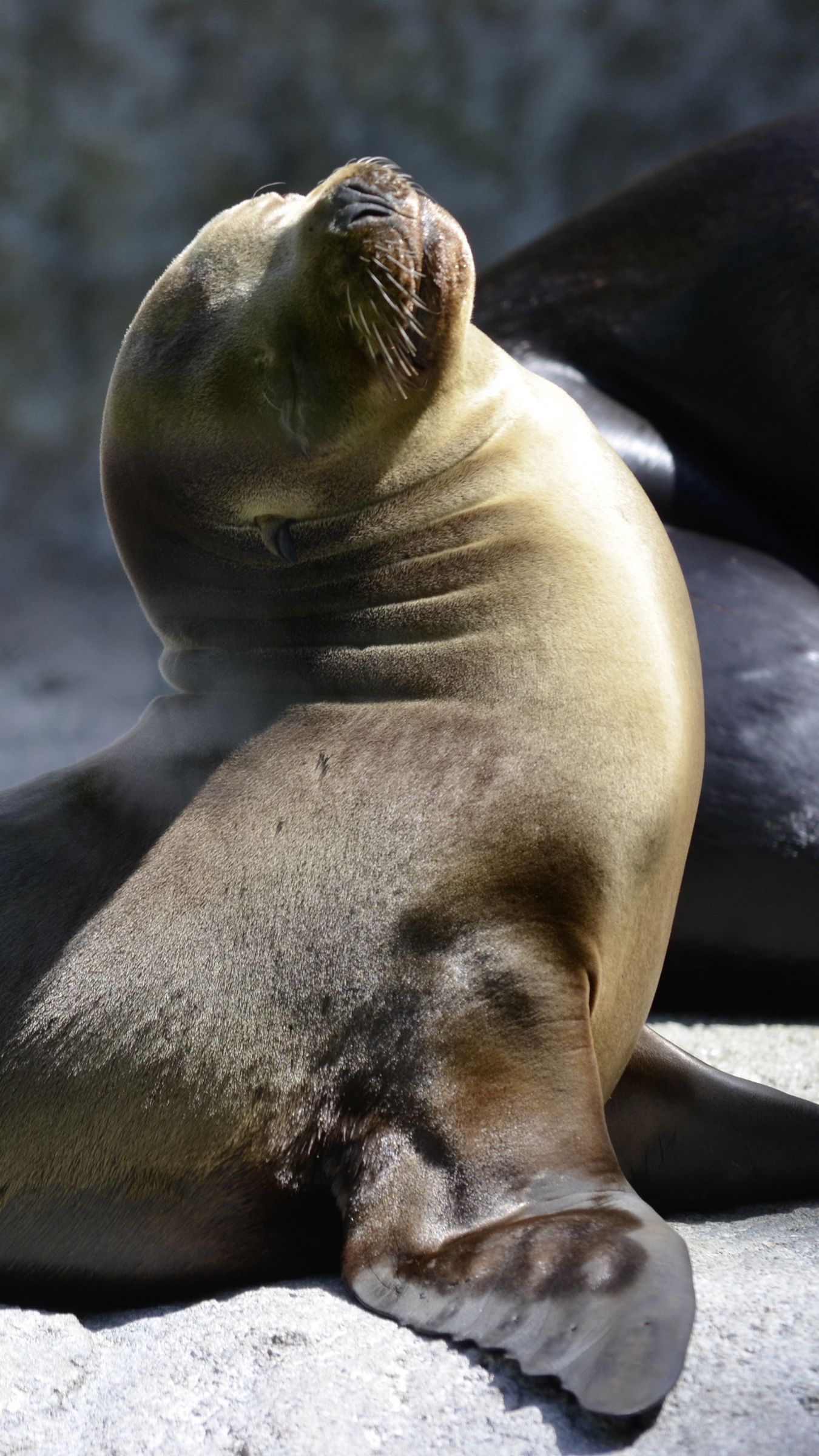 Download wallpaper 1350x2400 fur seal, playful, couple iphone 8+/7+/6s+/for parallax HD background