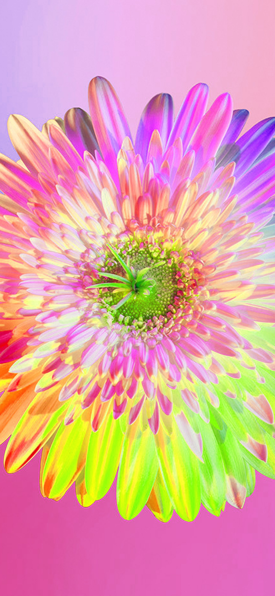 iPhone X wallpaper. art rainbow flower pink