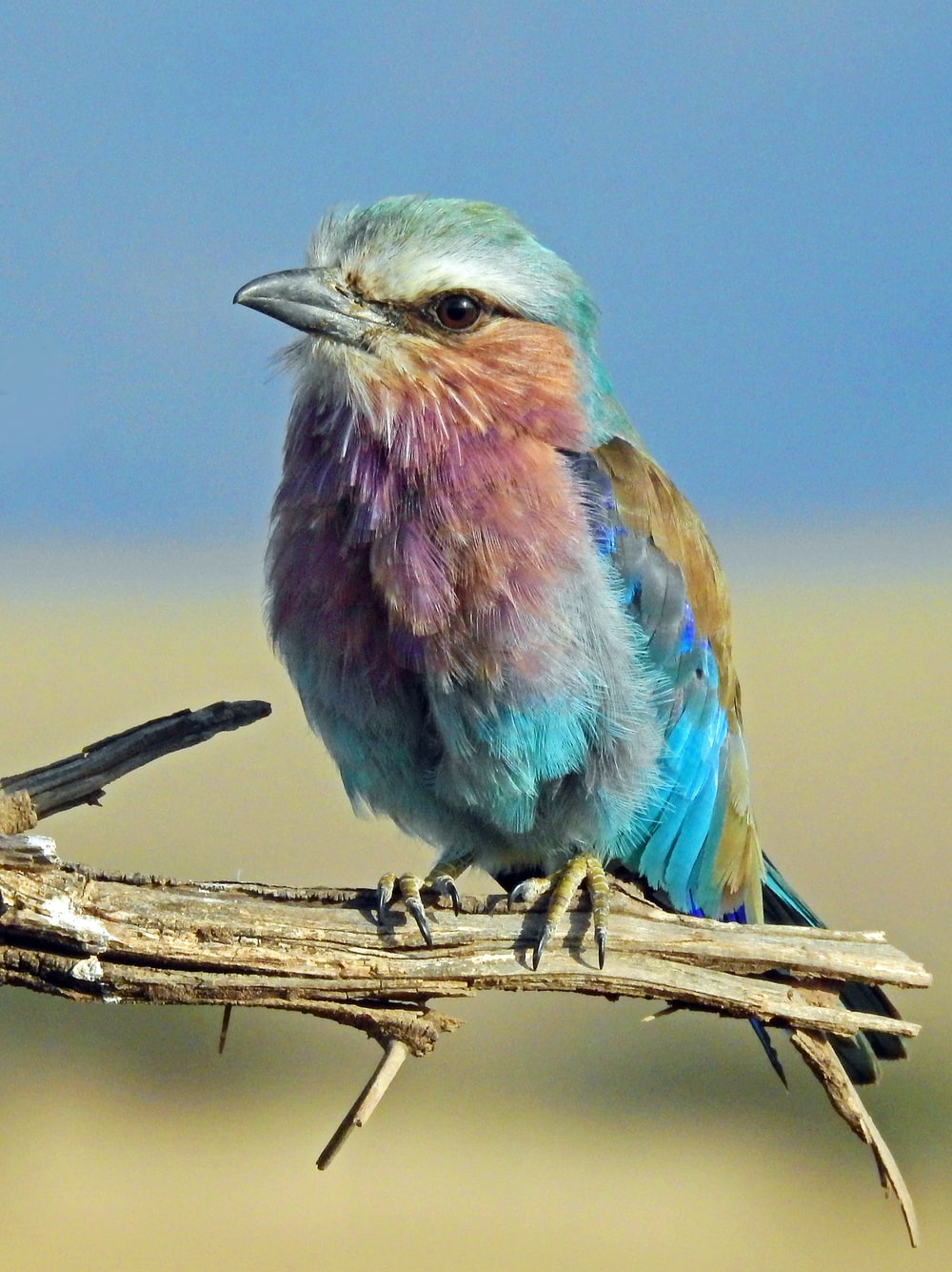 Colorful Bird Picture [HD]. Download Free Image