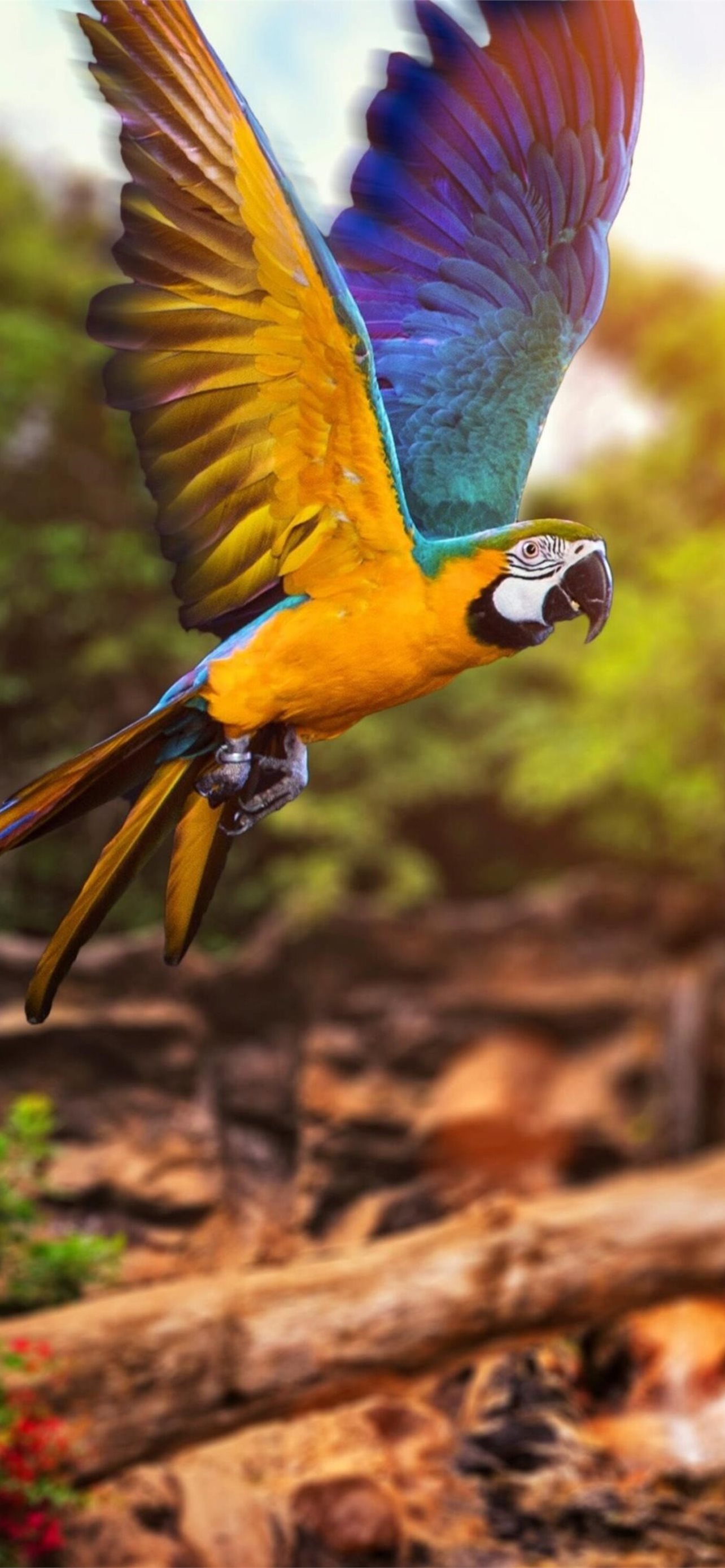 Best Parrot iPhone HD Wallpaper