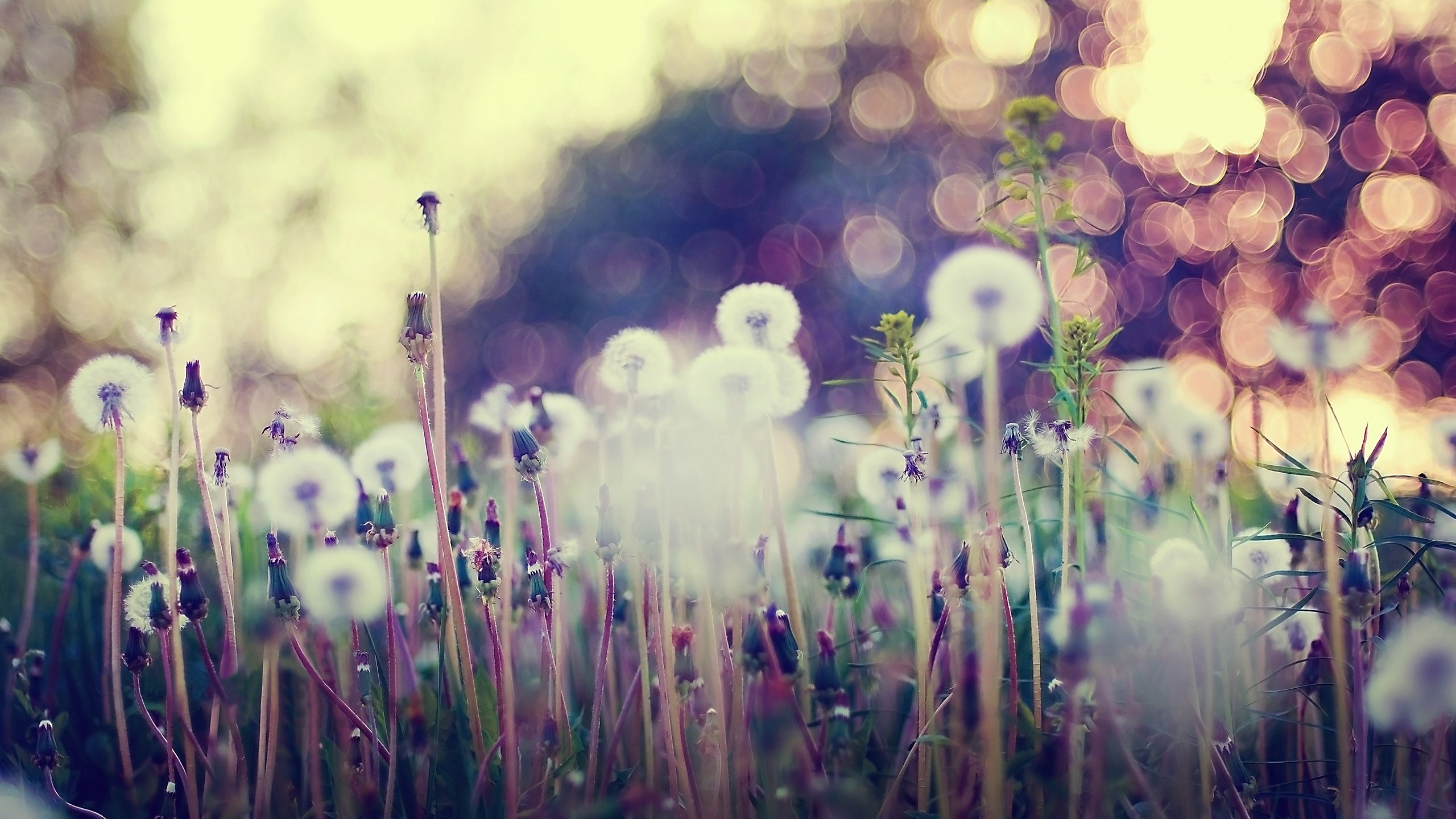 Vintage Wallpaper 42967