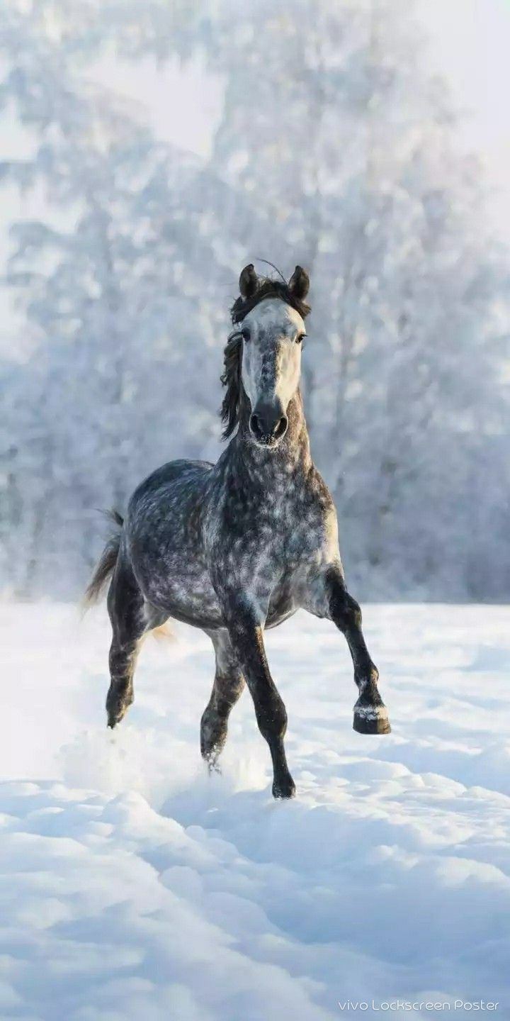 Animals HD wallpaper. Dapple grey horses, Grey horse, Horses