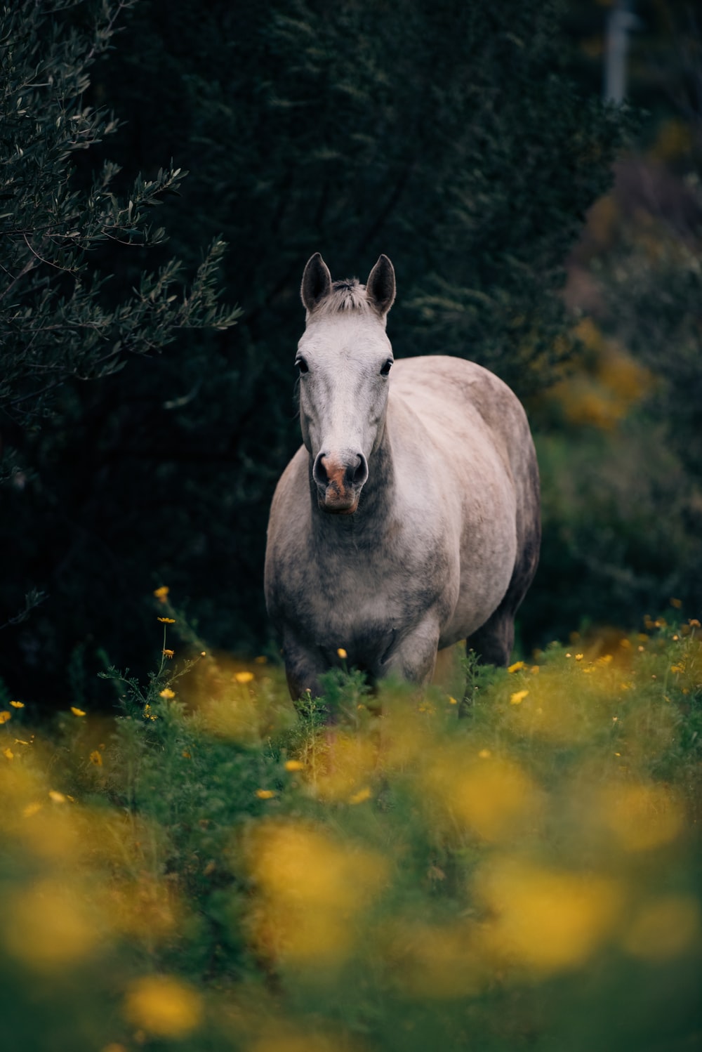 gray horse photo