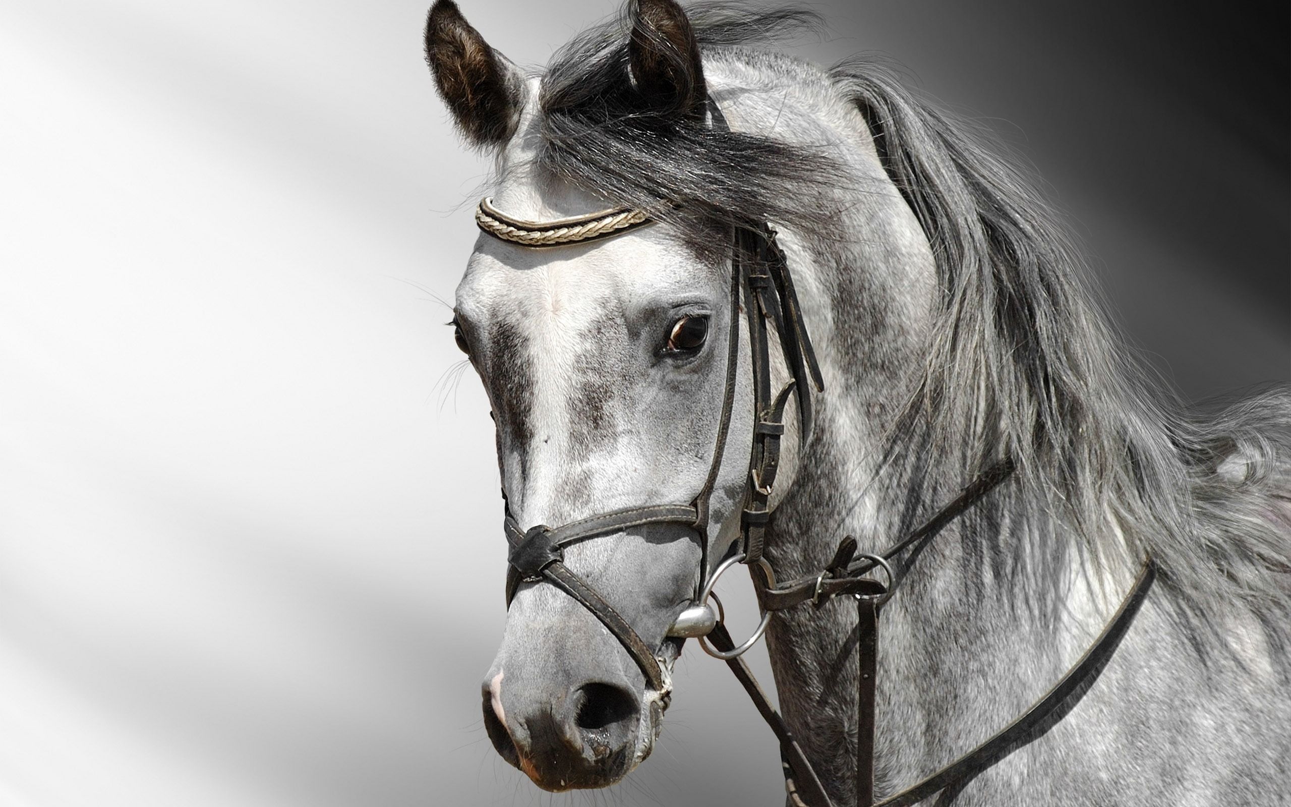 side view. Horse wallpaper, Horses, Dapple grey horses
