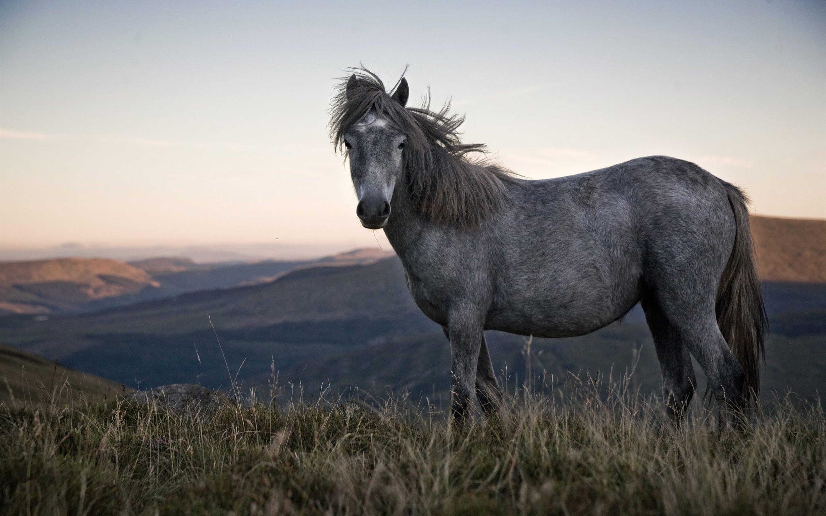 Download 2880x1800 Gray Horse, Majestic, Mountains, Clear Sky Wallpaper for MacBook Pro 15 inch