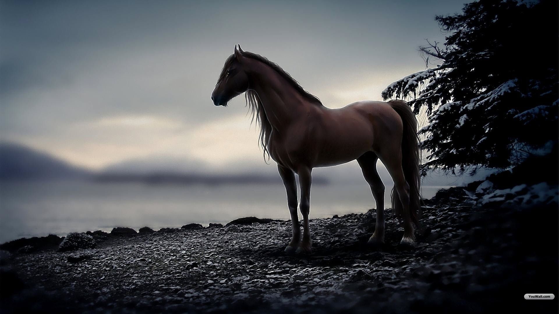 Horse Wallpaper