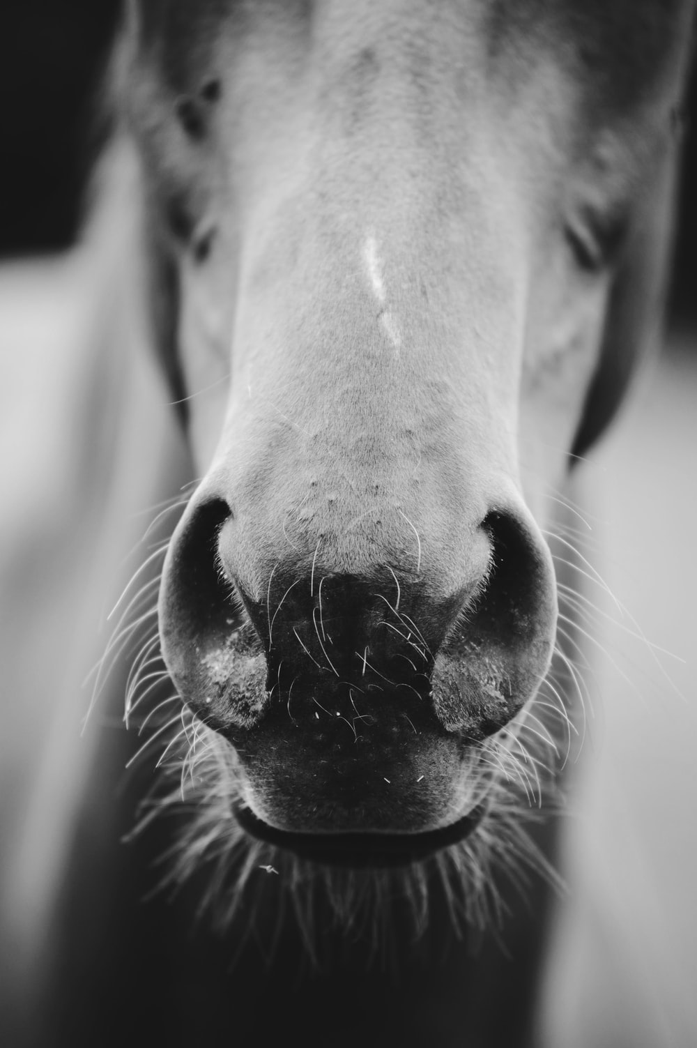 Bucking Horse Picture. Download Free Image