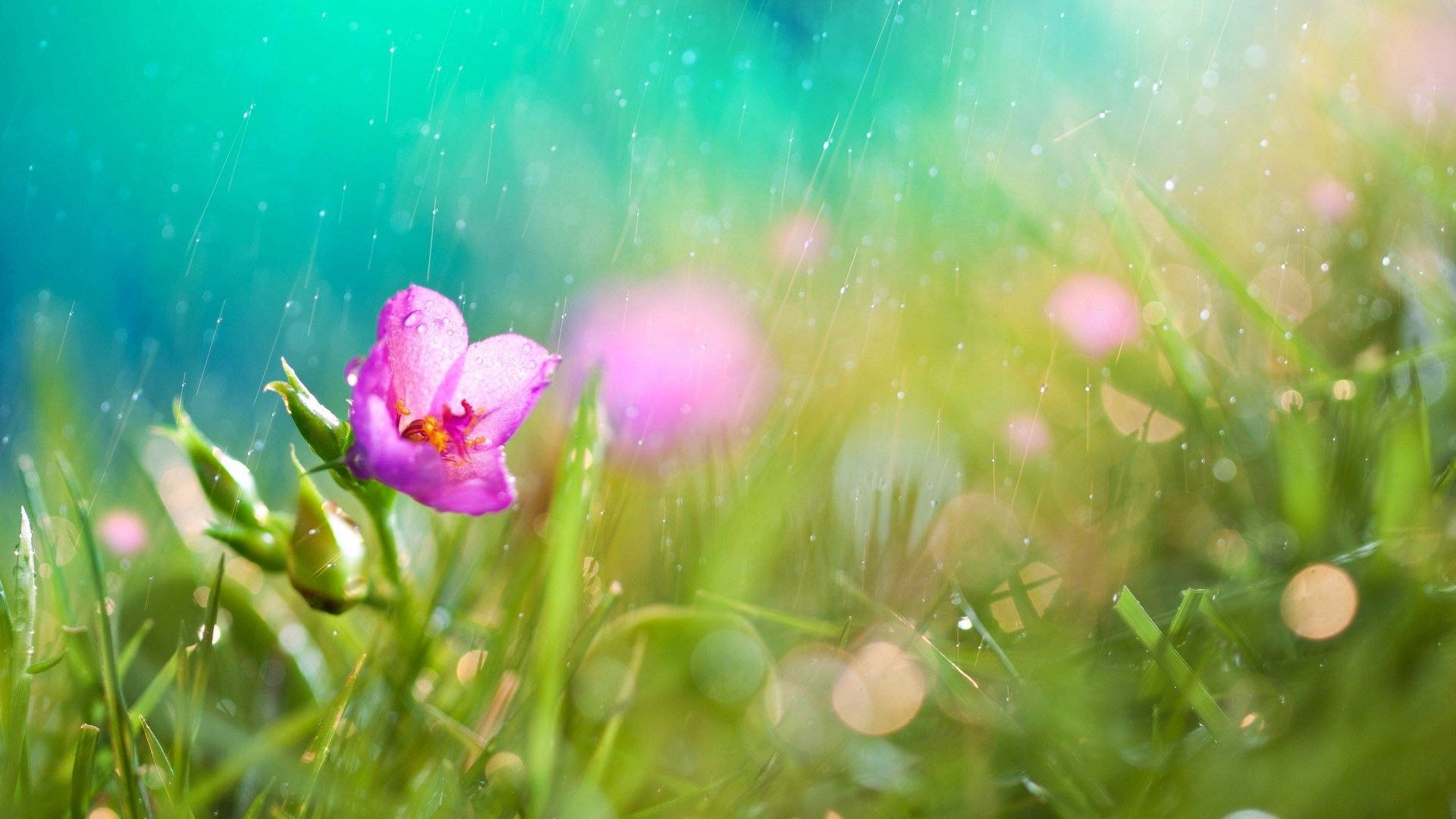 Pink Spring Rainy Wallpapers Wallpaper Cave