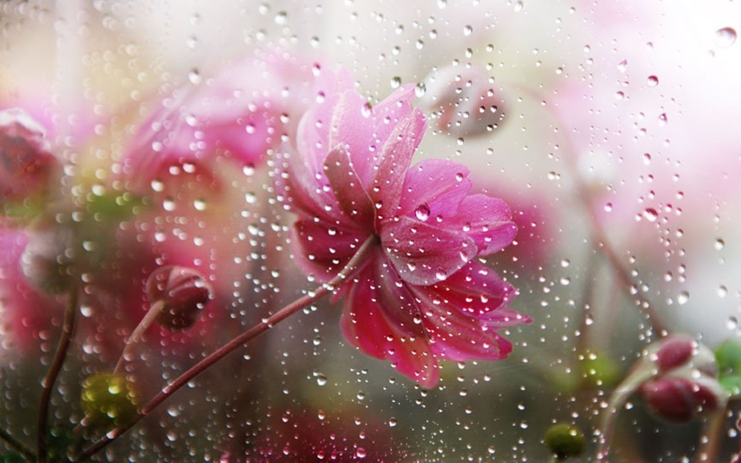 Beauty. No rain no flowers, Flower wallpaper, Under the rain