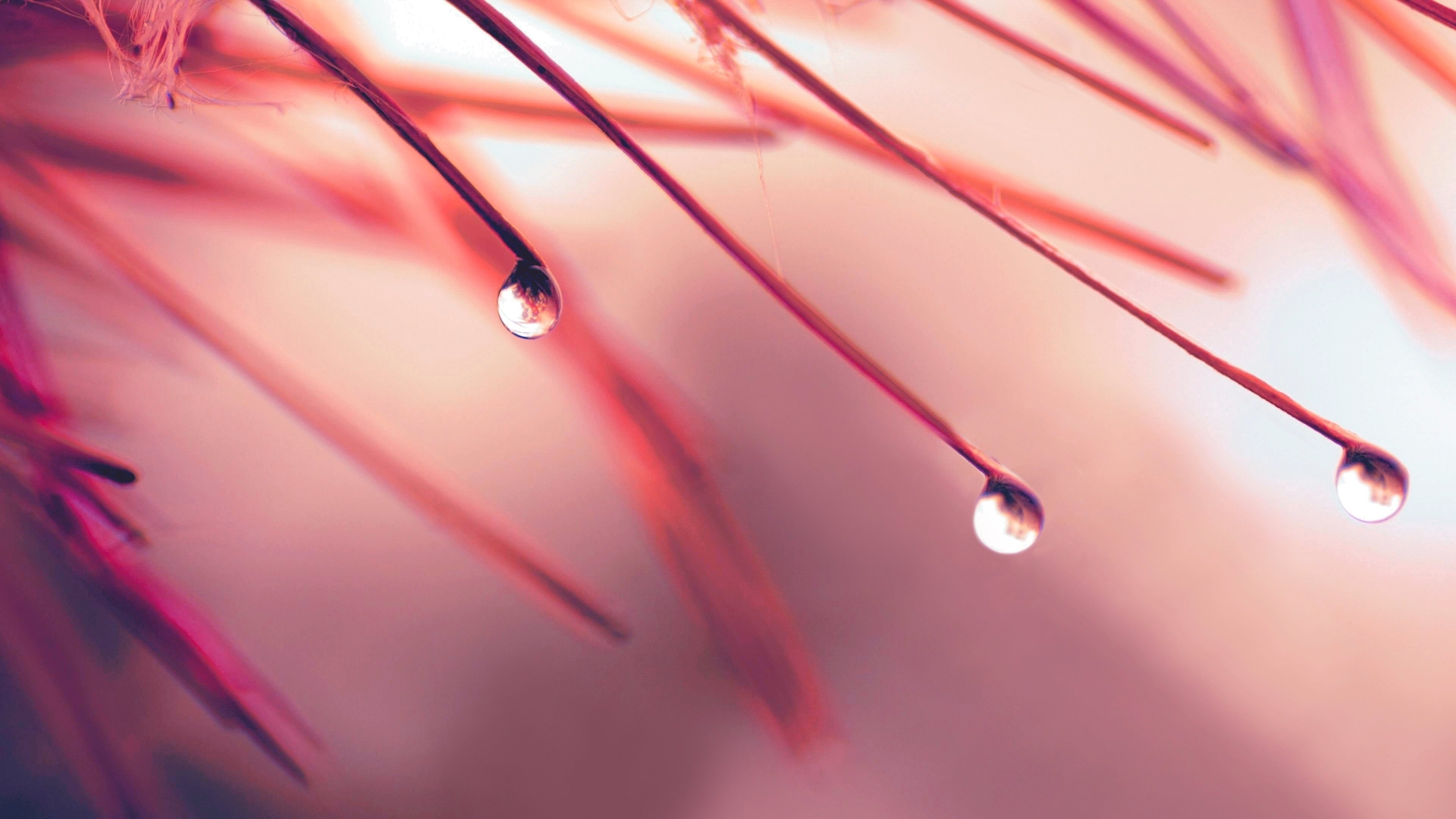 Pink Spring Rainy Wallpapers Wallpaper Cave