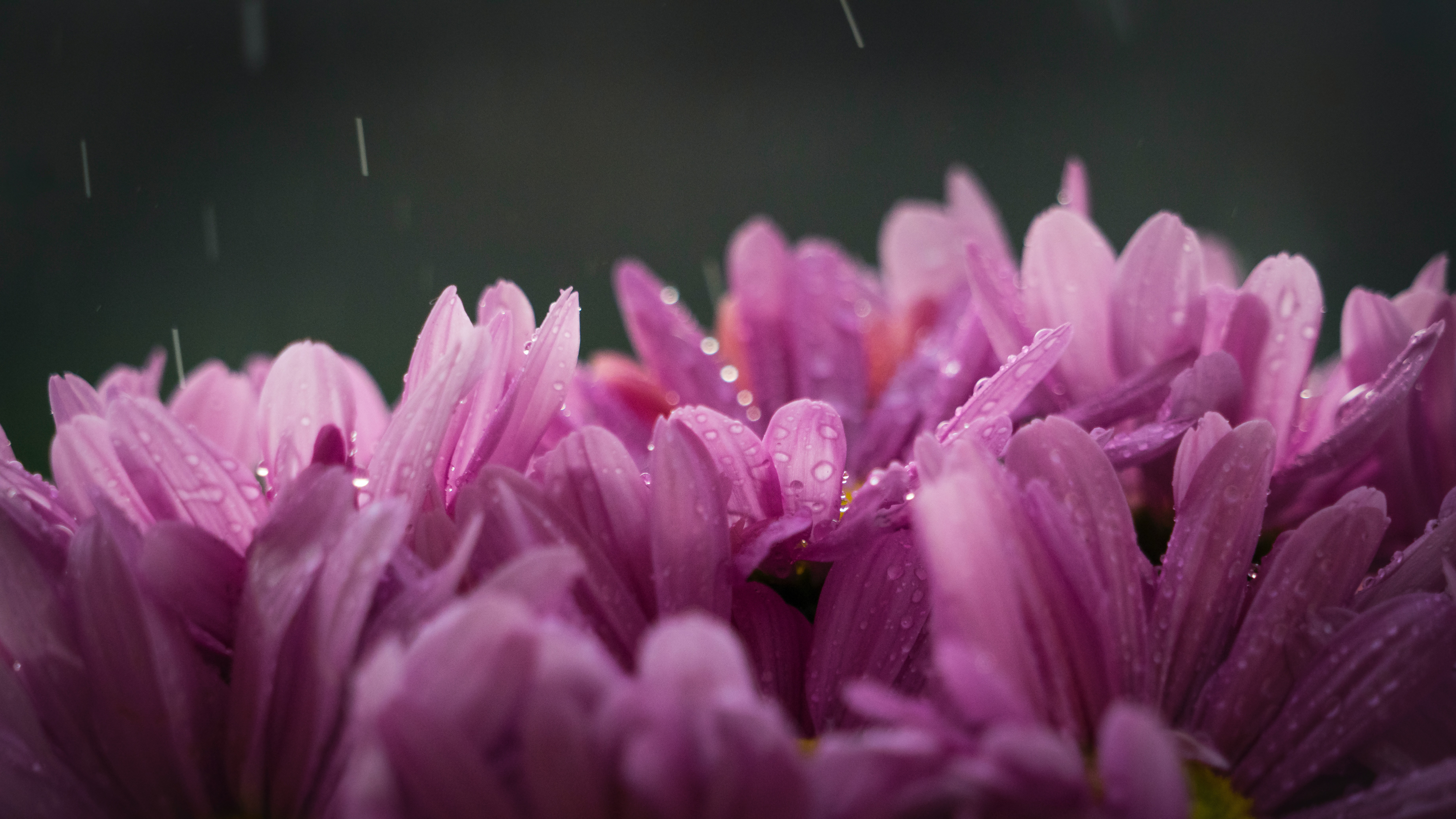 Purple Flower With Rain Drops · Free
