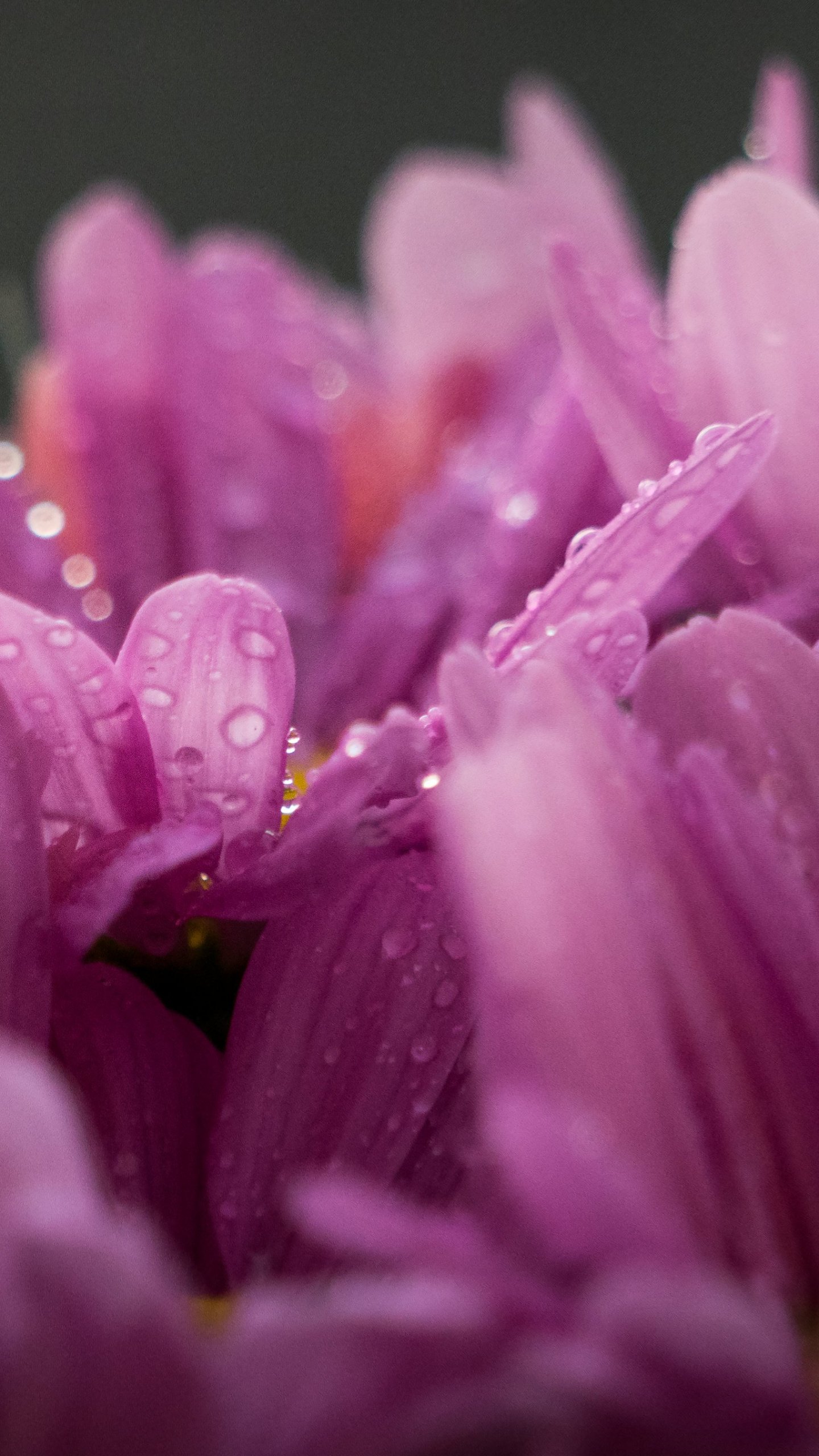 Pink Flowers Wallpaper iPhone Android Amp Desktop Background With Rain Drops